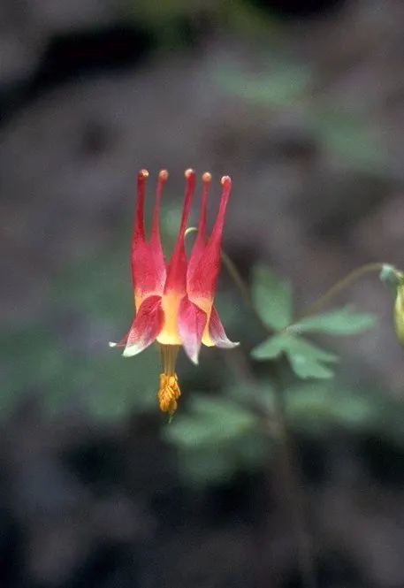Wild Columbine (Aquilegia Canadensis) — making it an excellent mid-layer species in garden beds when designing for varied visual interest