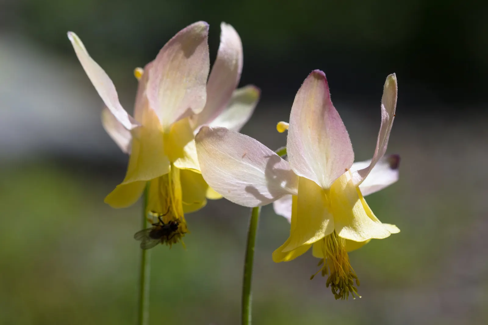Wild Columbine (Aquilegia Canadensis) — the Wild Columbine flourishes in USDA Hardiness Zones 3 through 8, image 32