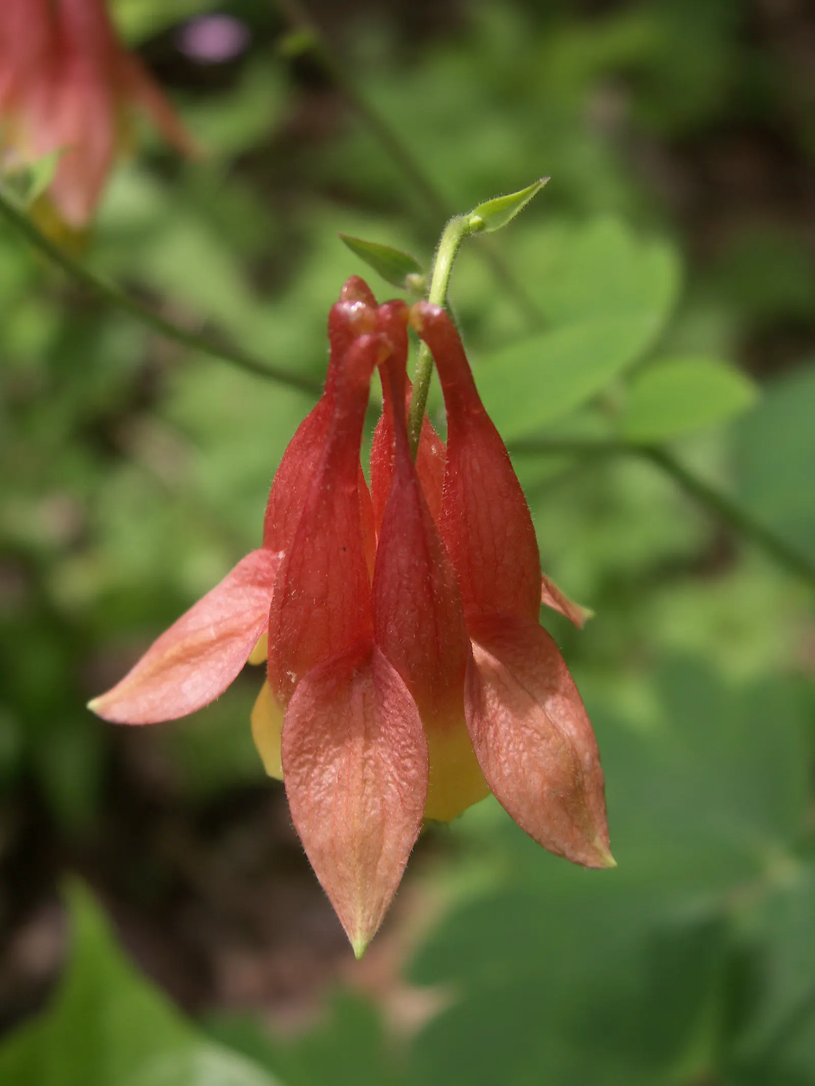 Wild Columbine (Aquilegia Canadensis) — Attracts hummingbirds and beneficial pollinators; ideal for woodland or naturalized gardens