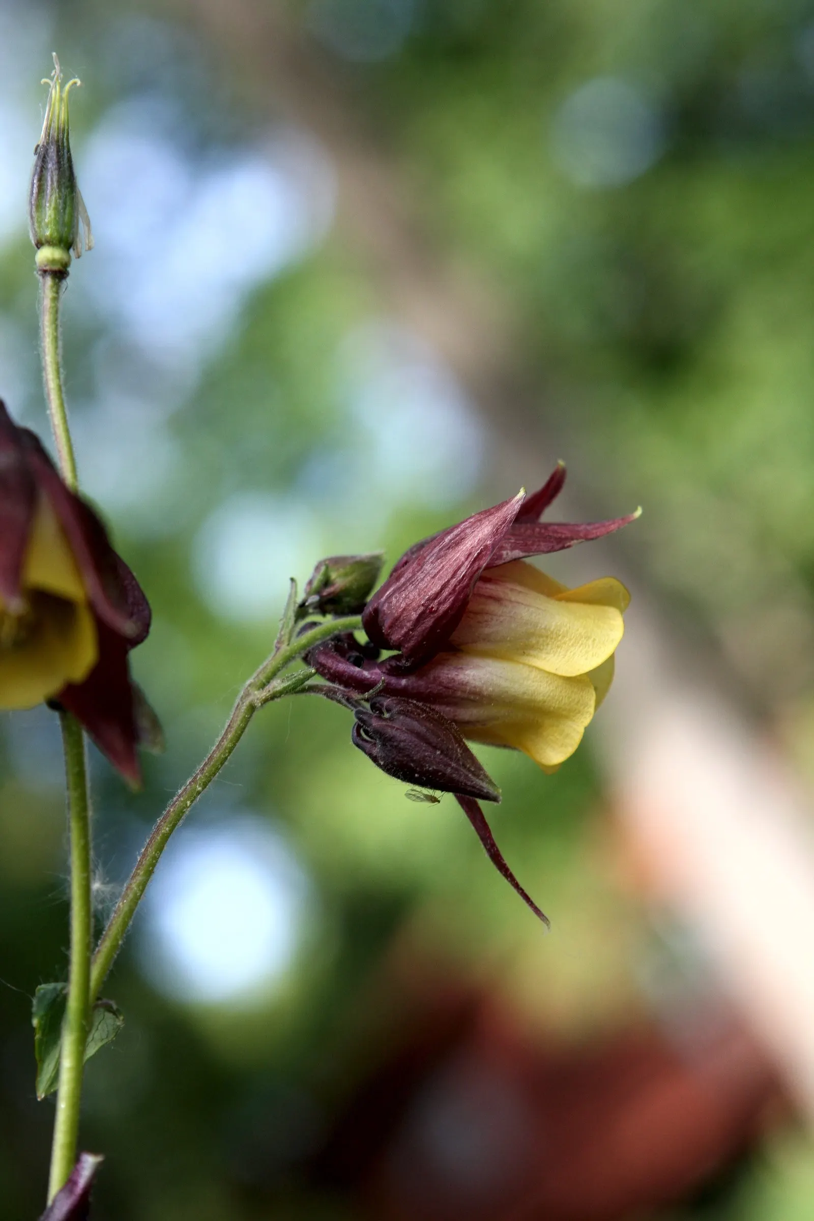 Wild Columbine (Aquilegia Canadensis) — consider the Wild Columbine for its low maintenance needs and captivating appearance; offering a, image 120