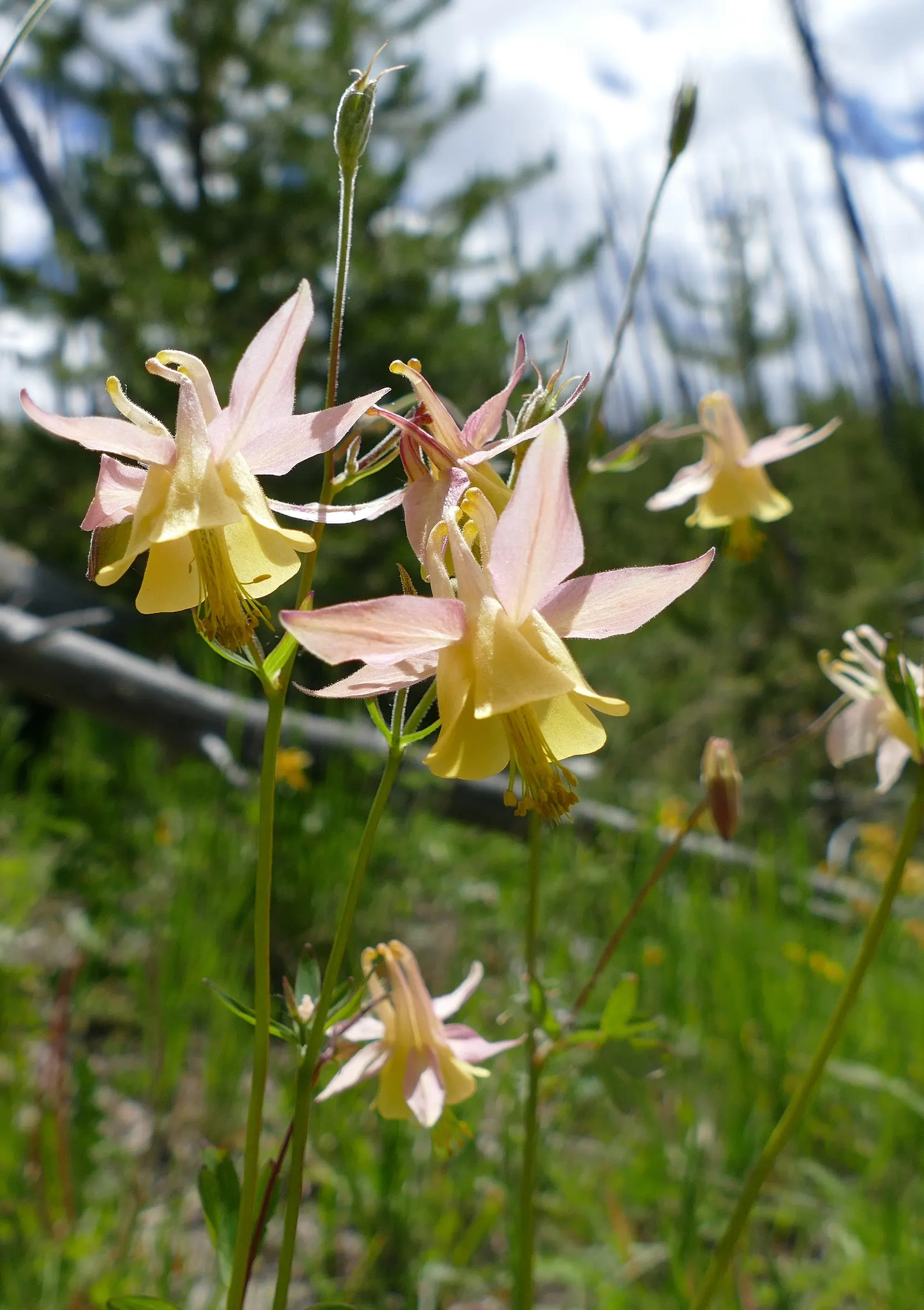 Wild Columbine (Aquilegia Canadensis) — perennial for full or half; offering a naturalized aesthetic to the design, image 147