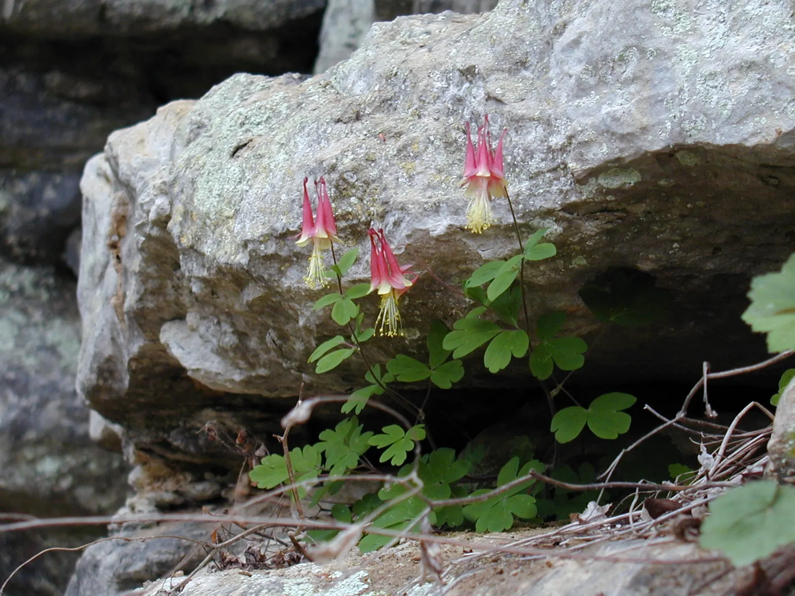 Wild Columbine (Aquilegia Canadensis) — It thrives in part shade but can tolerate full sun in cooler climates, provided the soil remains moist