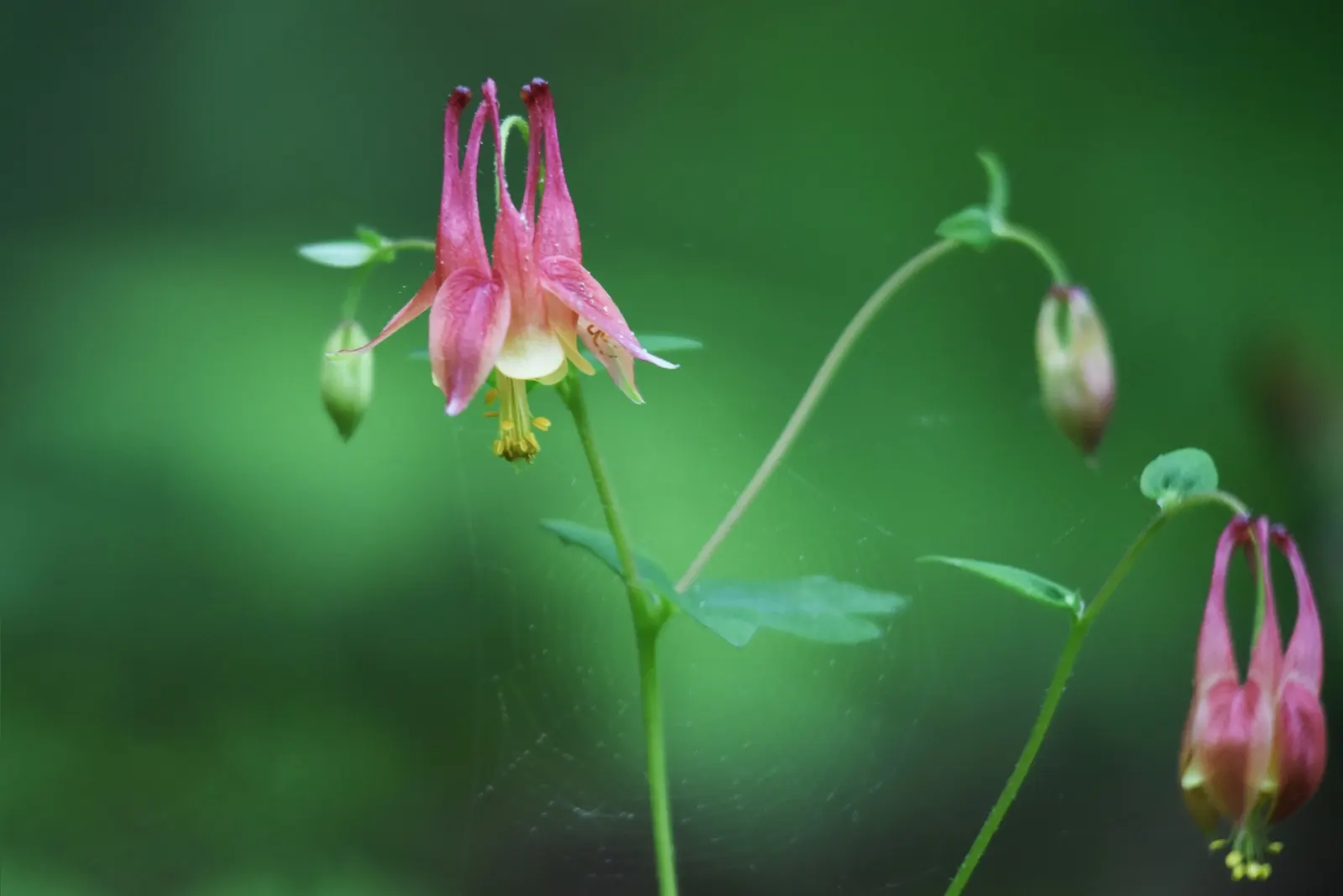 Wild Columbine (Aquilegia Canadensis) — perennial with red and yellow blooms