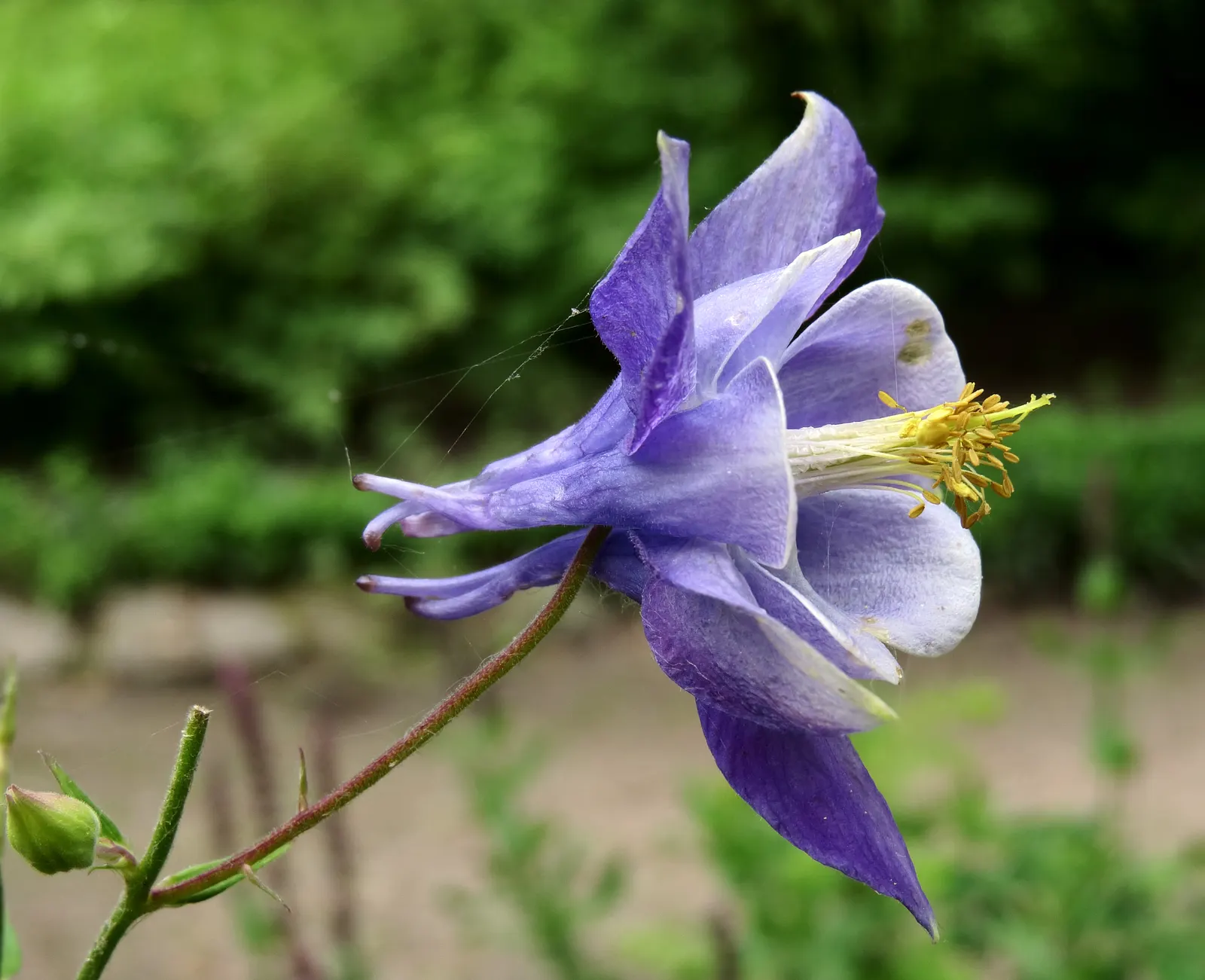 Wild Columbine (Aquilegia Canadensis) — Thriving in USDA zones 3-8, it prefers partially shaded areas and well-draining soil; offering a, image 66