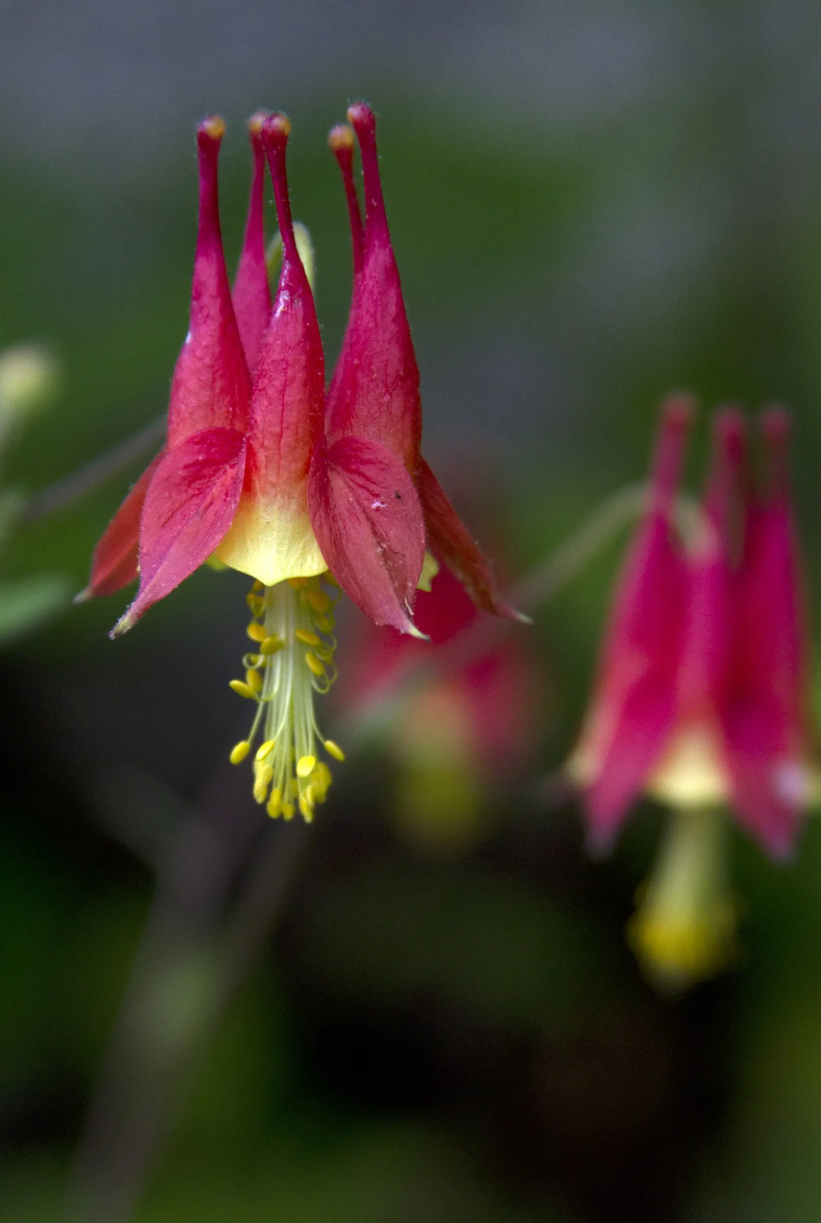 Wild Columbine (Aquilegia Canadensis) — It is also relatively deer resistant, making it a practical and enchanting addition to a client's, image 163