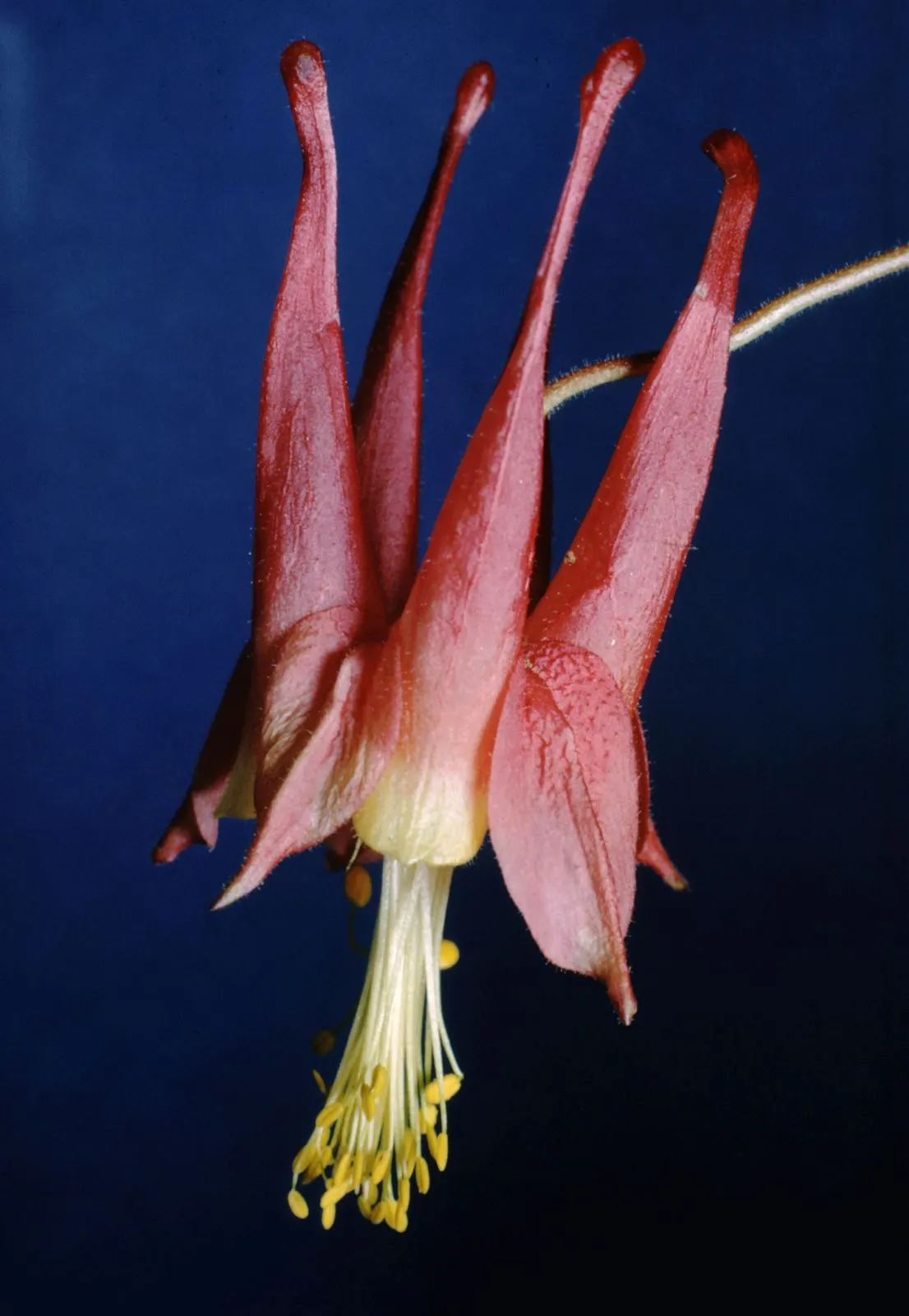 Wild Columbine (Aquilegia Canadensis) — nodding red and yellow flowers; offering a naturalized aesthetic to the design, image 156