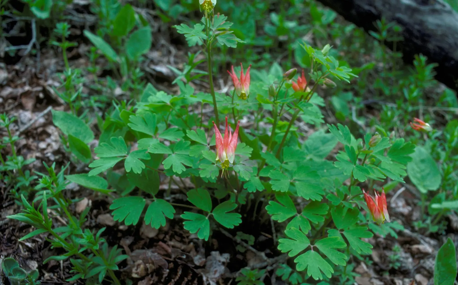 Wild Columbine (Aquilegia Canadensis) — Thriving in USDA zones 3-8, it prefers partially shaded areas and well-draining soil; offering a, image 150