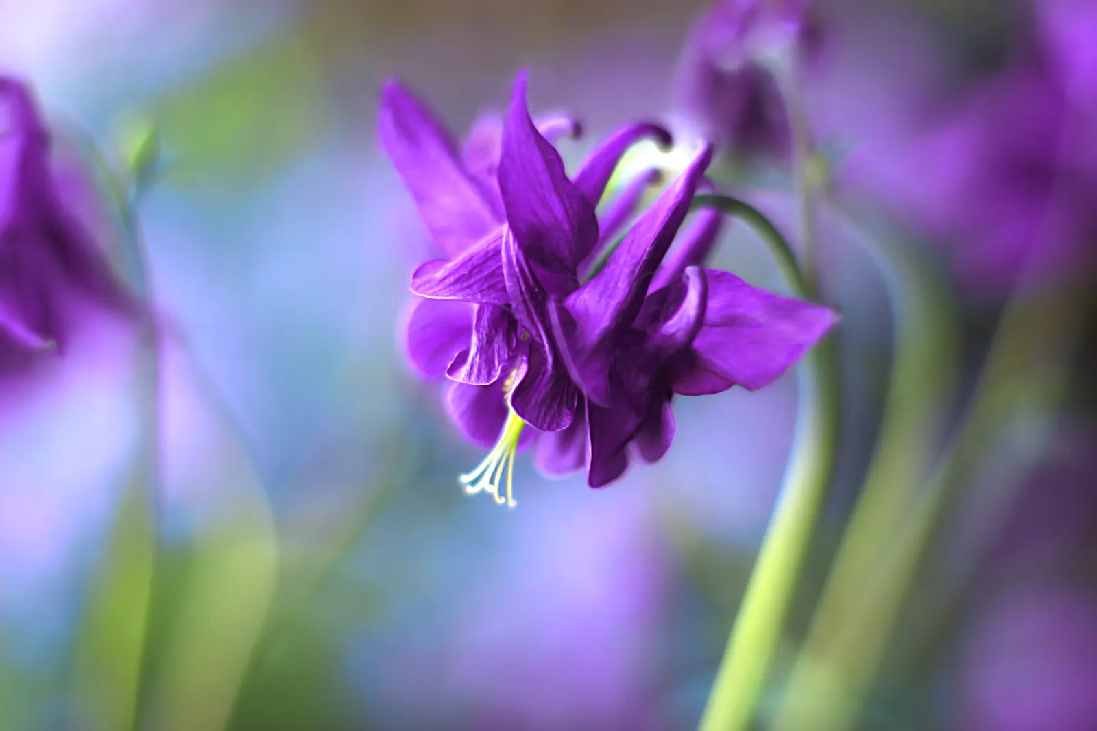 Wild Columbine (Aquilegia Canadensis) — perennial with red and yellow blooms; the Wild Columbine flourishes in USDA Hardiness Zones 3 through 8, image 83