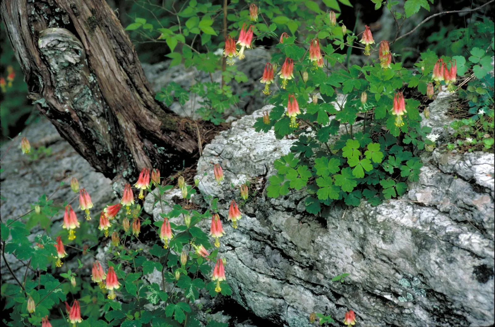 Wild Columbine (Aquilegia Canadensis) — offering a naturalized aesthetic to the design, image 123