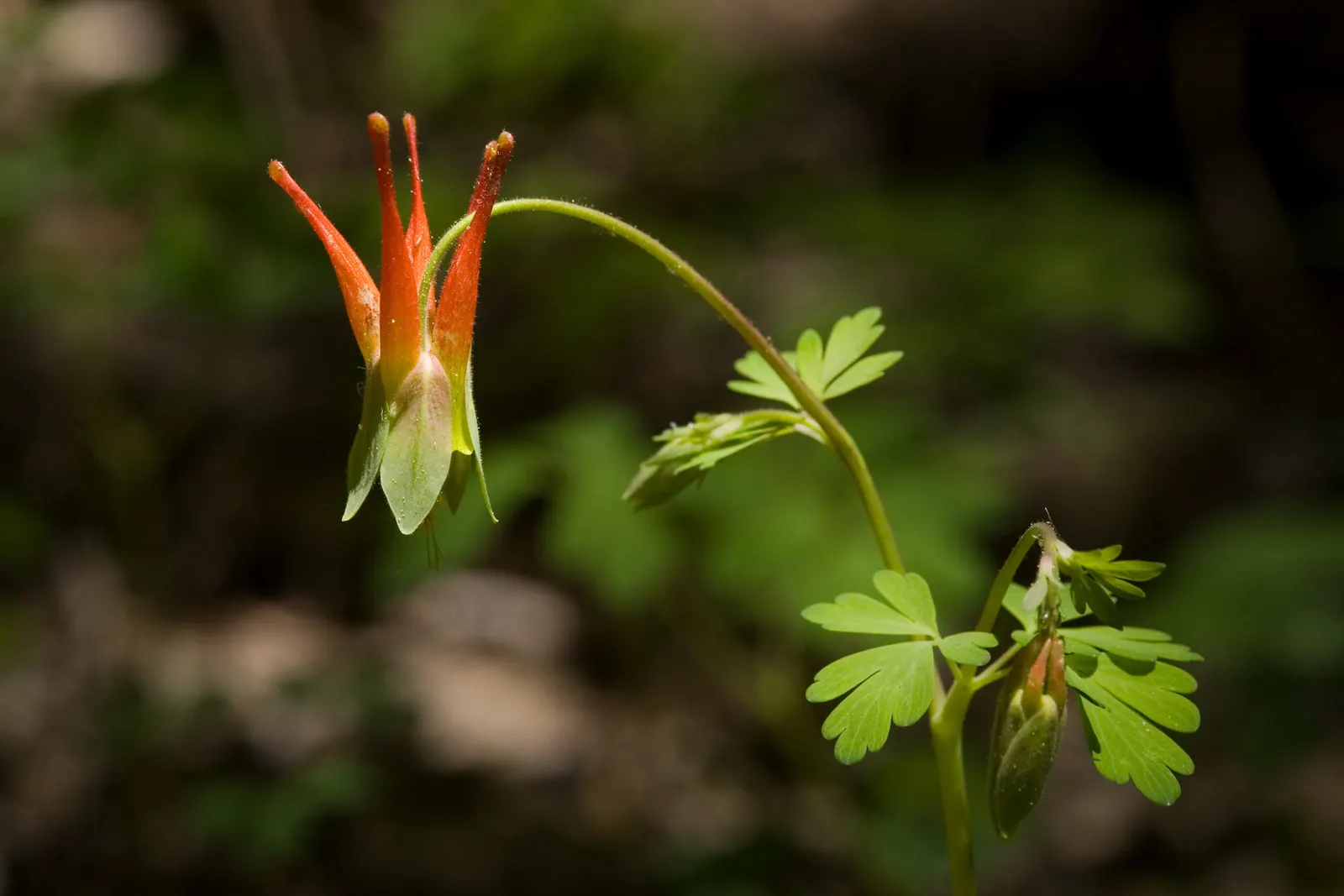 Wild Columbine (Aquilegia Canadensis) — Aquilegia canadensis, commonly known as Wild Columbine, is a perennial native to North America; at, image 127
