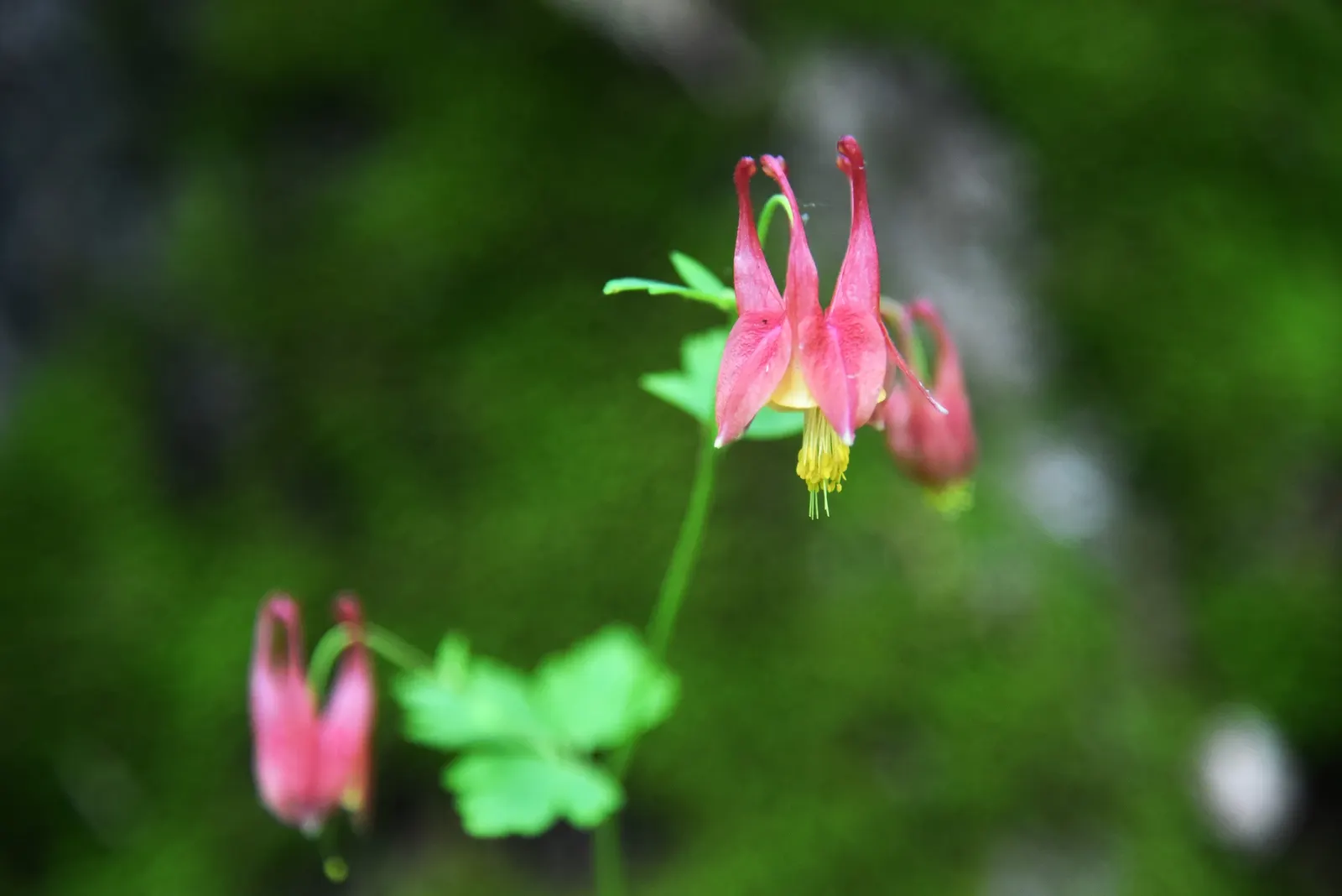 Wild Columbine (Aquilegia Canadensis) — Thriving in USDA zones 3-8, it prefers partially shaded areas and well-draining soil; offering a, image 129