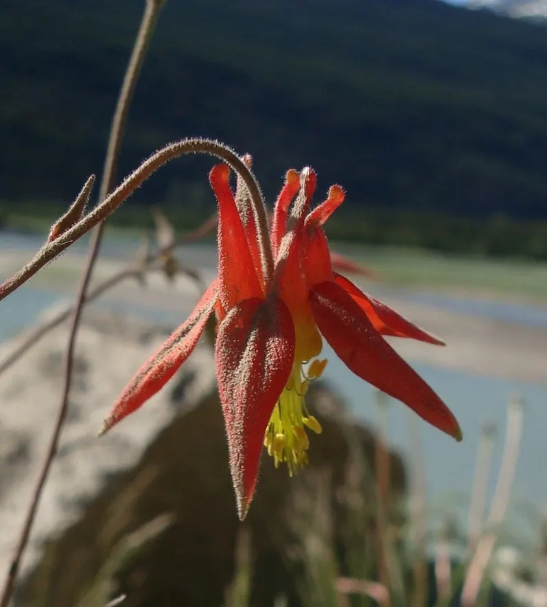 Wild Columbine (Aquilegia Canadensis) — Thriving in USDA zones 3-8, it prefers partially shaded areas and well-draining soil; offering a, image 108
