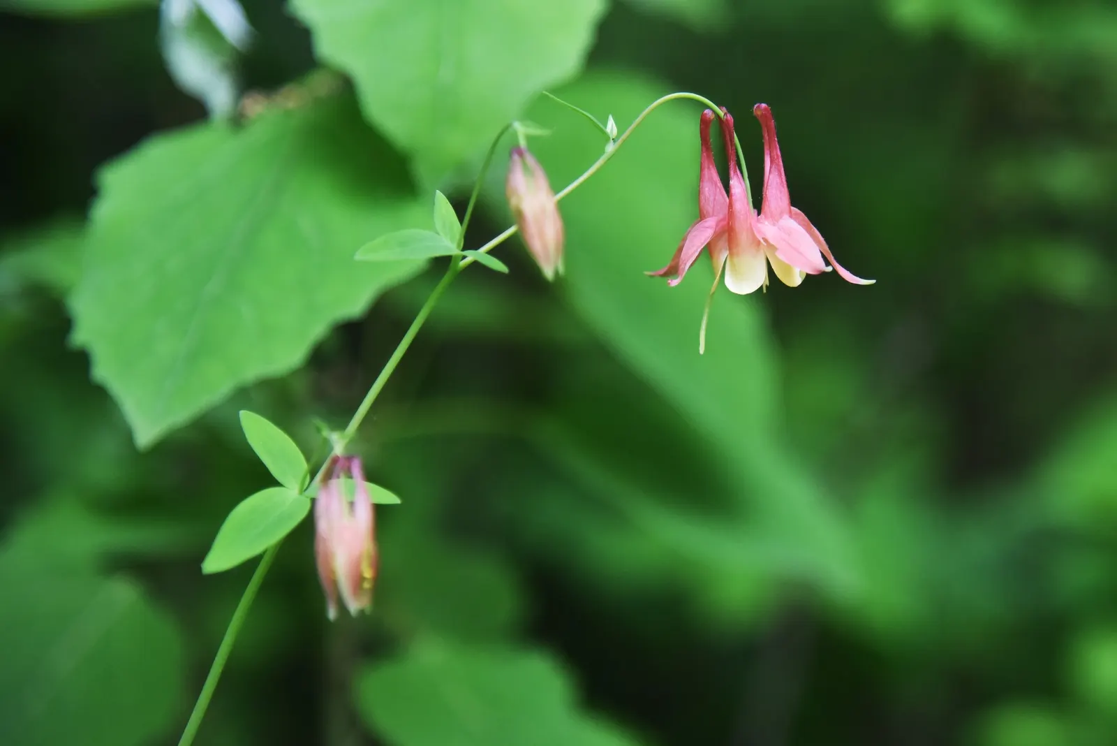 Wild Columbine (Aquilegia Canadensis) — is a charming North American native perennial that is highly coveted in landscape design for its, image 155