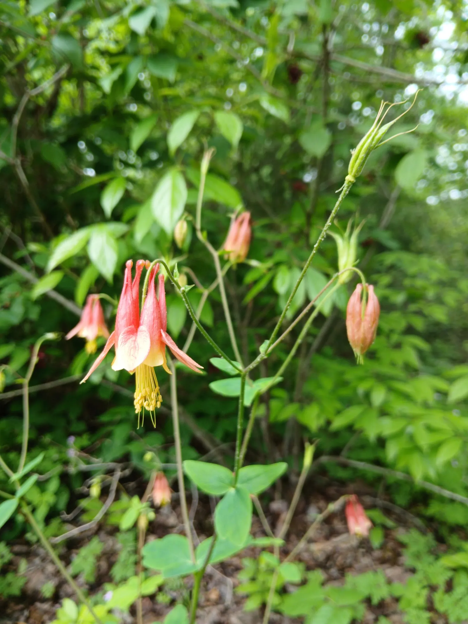 Wild Columbine (Aquilegia Canadensis) — perennial for full or half; offering a naturalized aesthetic to the design, image 84