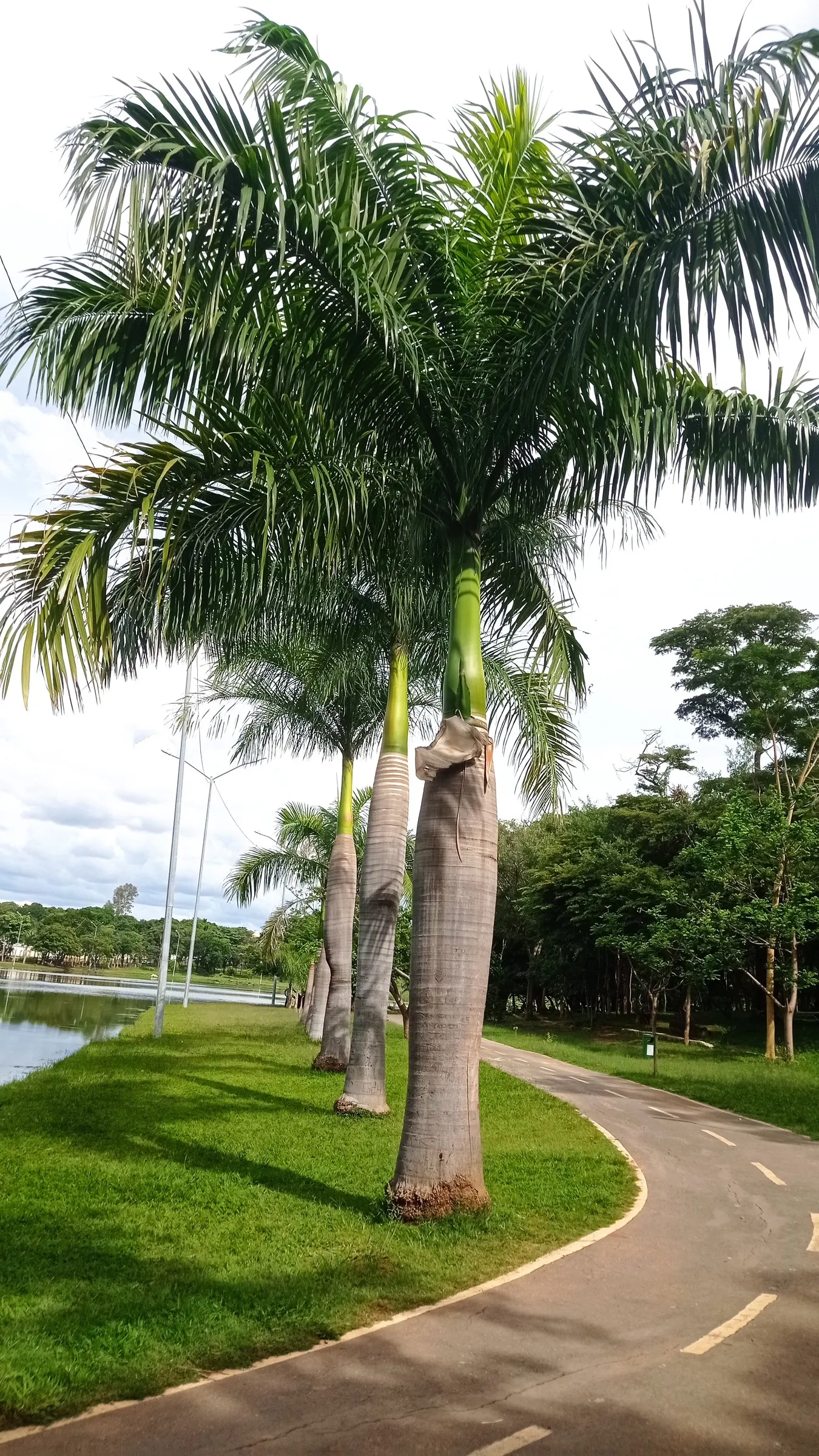 King Palm (Archontophoenix Cunninghamiana) — offering additional visual interest and attracting a range of local fauna.<br><br>For successful growth, image 32