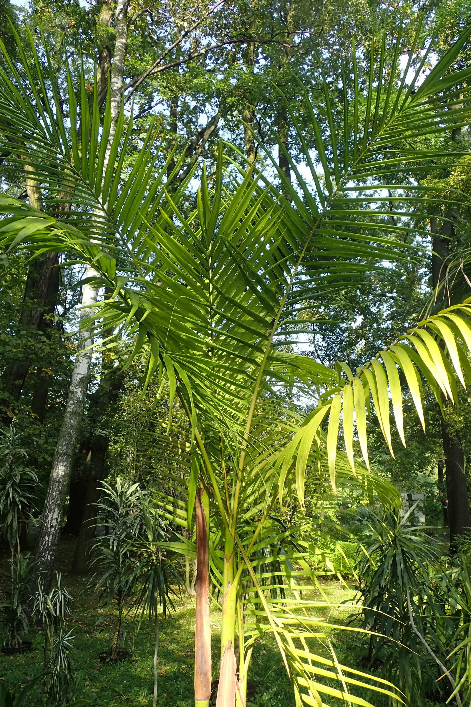 King Palm (Archontophoenix Cunninghamiana) — is a regal addition to any landscape with its stately appearance and lush foliage; offering additional visual