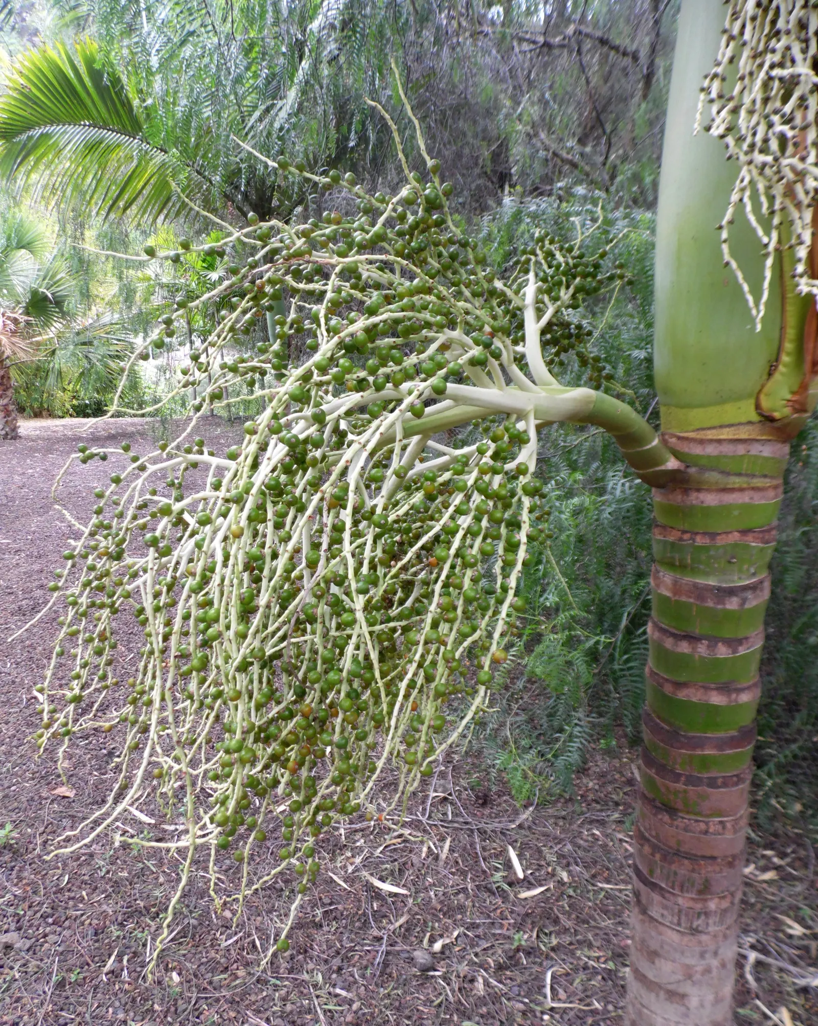 King Palm (Archontophoenix Cunninghamiana) — The King Palm, or Archontophoenix cunninghamiana, is a stately tree reaching heights up to 50-80 feet, image 43