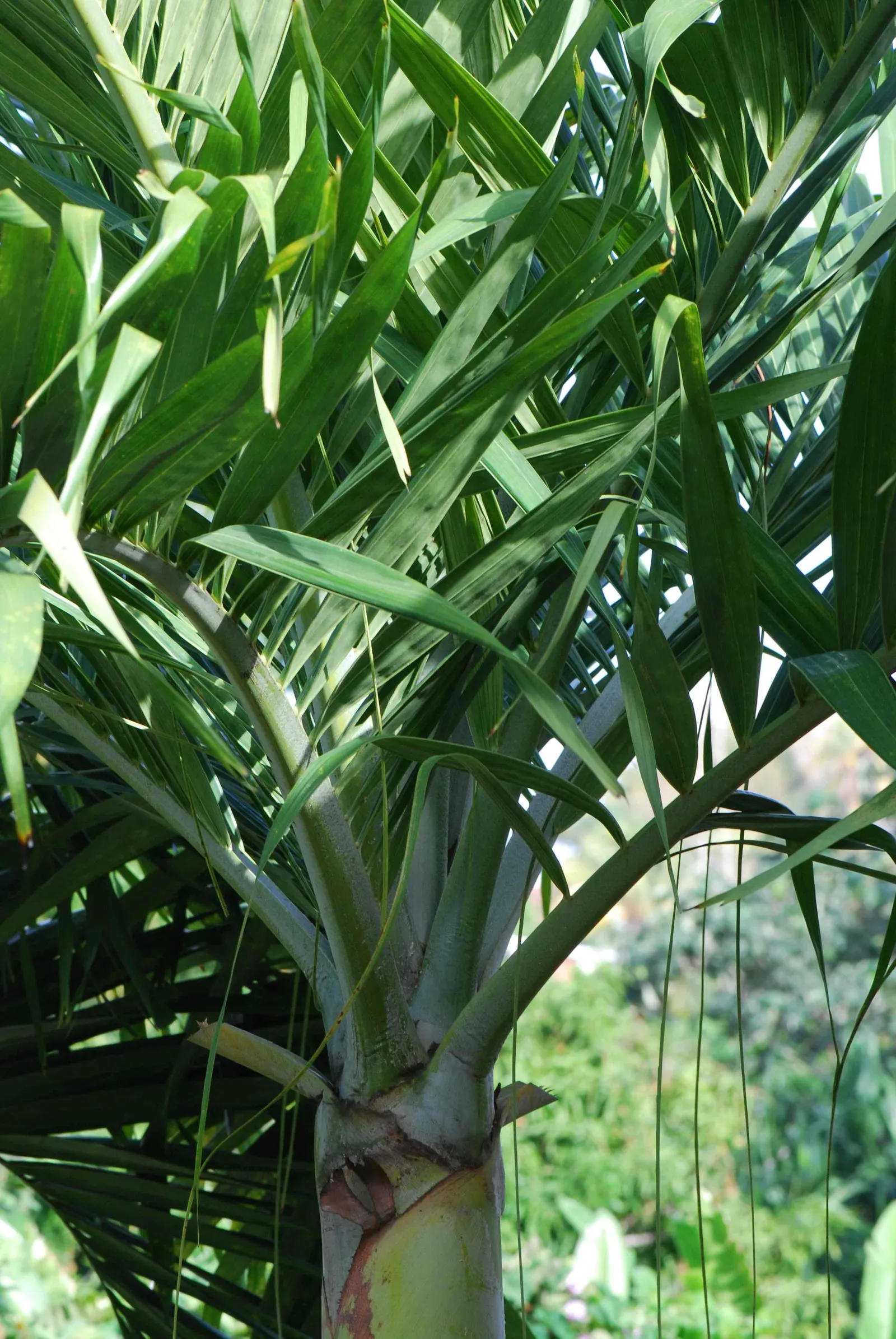 King Palm (Archontophoenix Cunninghamiana) — being used in group plantings or as standalone specimens; this fast-growing palm thrives in full sun to partial