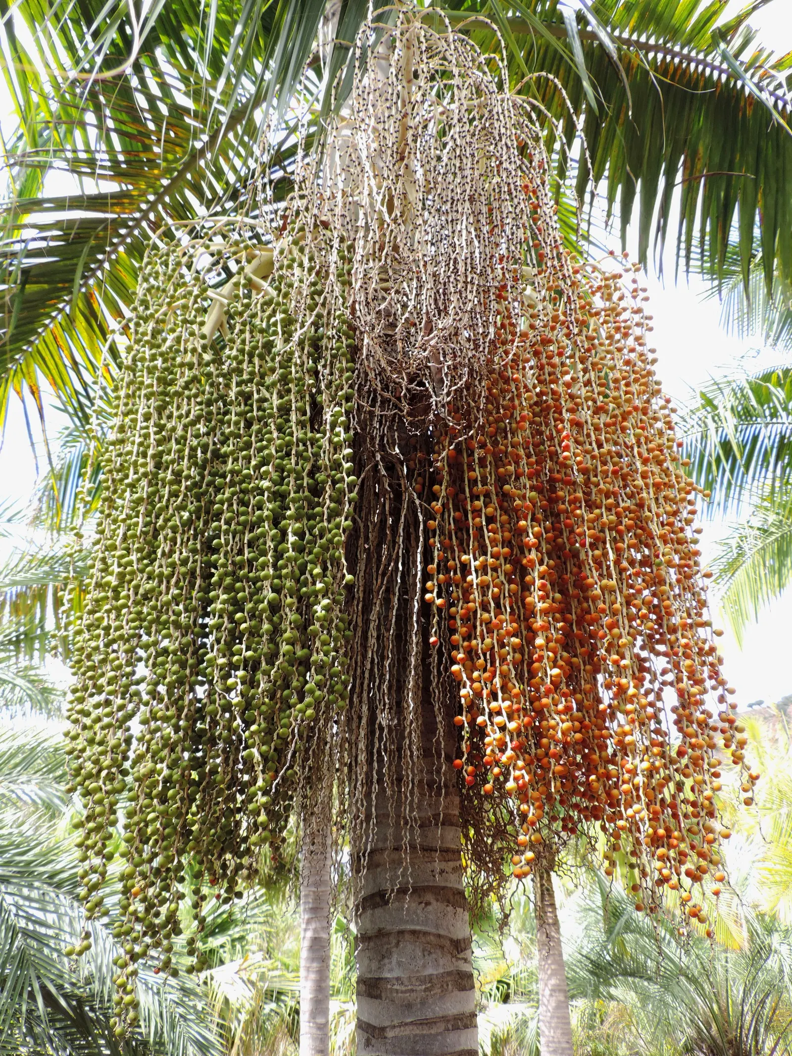 King Palm (Archontophoenix Cunninghamiana) — Regular watering is vital; offering additional visual interest and attracting a range of local fauna.<br><br>For