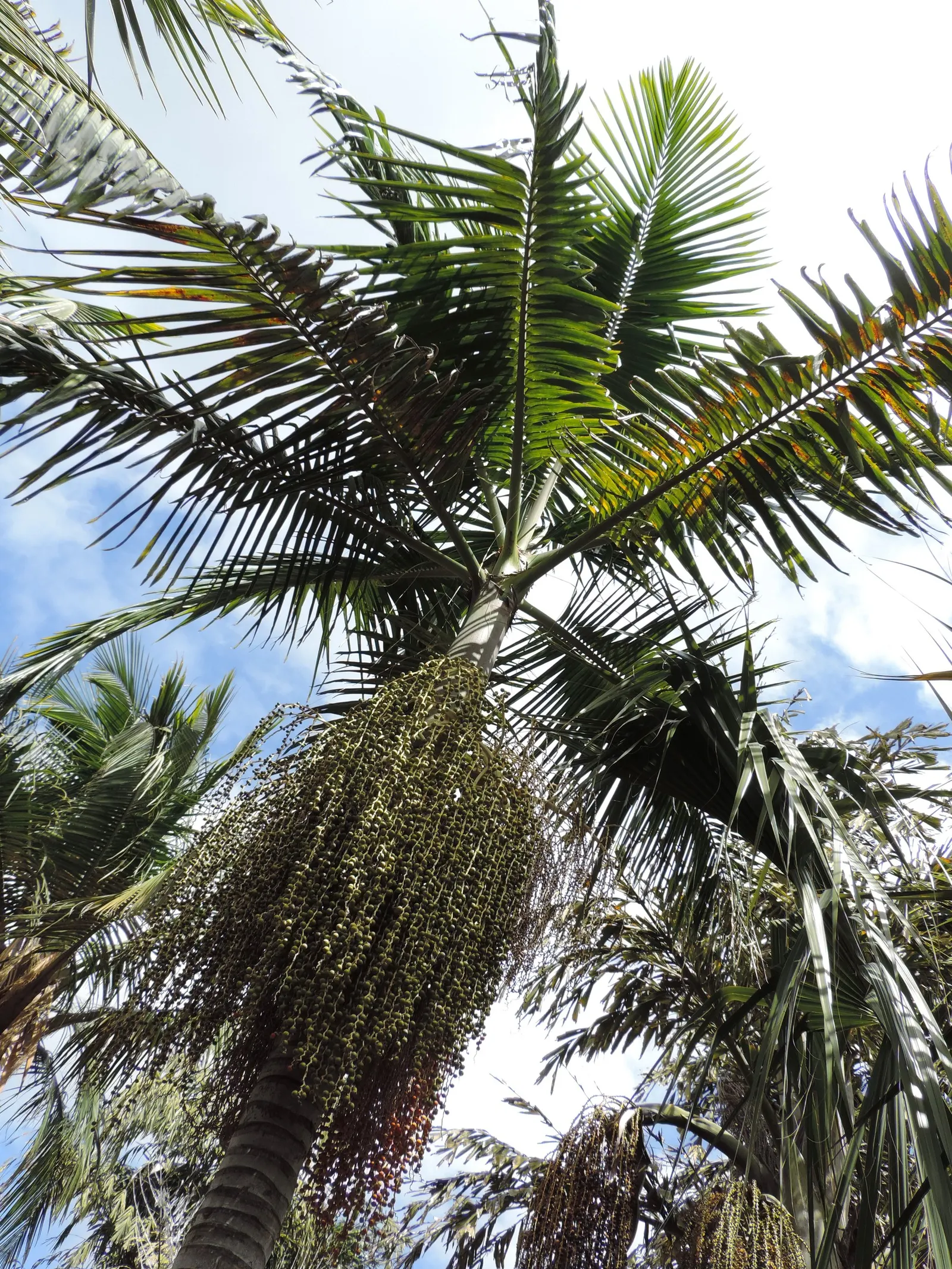 King Palm (Archontophoenix Cunninghamiana) — This fast-growing palm thrives in full sun to partial shade, preferring moist, well-drained soils, image 46