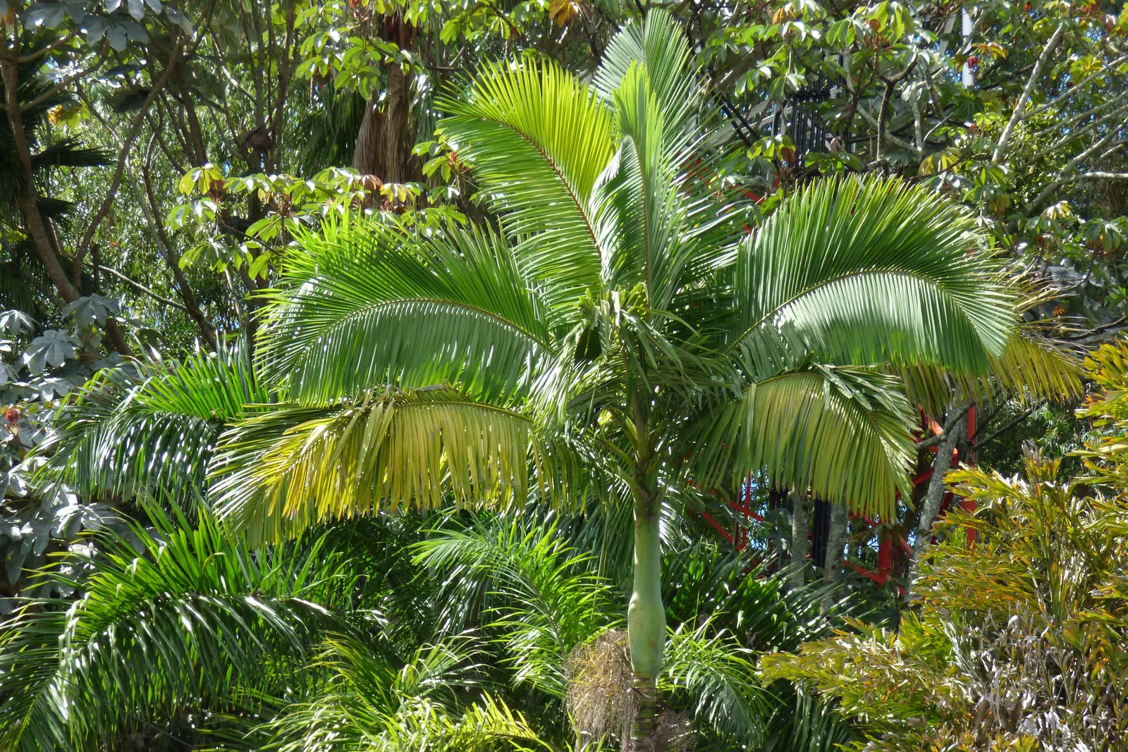 King Palm (Archontophoenix Cunninghamiana) — robust root system.<br><br>When integrating the Archontophoenix cunninghamiana into your landscape design
