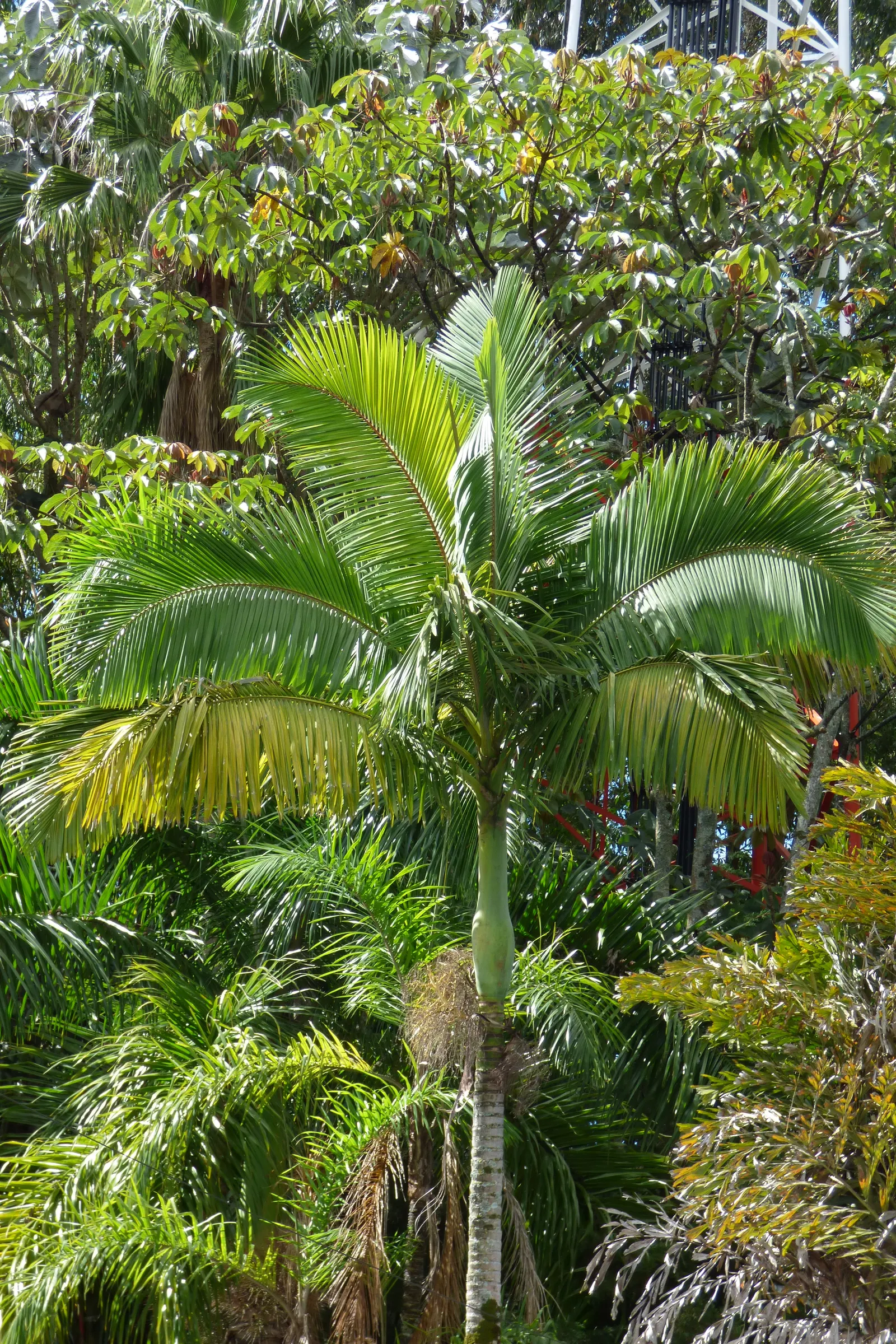 King Palm (Archontophoenix Cunninghamiana) — The King Palm, or Archontophoenix cunninghamiana, is a stately tree reaching heights up to 50-80 feet; this