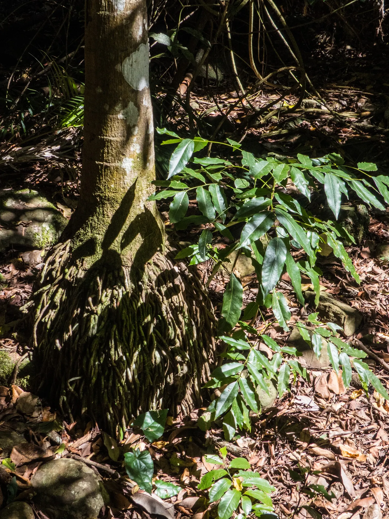 King Palm (Archontophoenix Cunninghamiana) — Plant in USDA zones 10-11 for best growth; it provides an excellent contrast to lower-lying plants and is