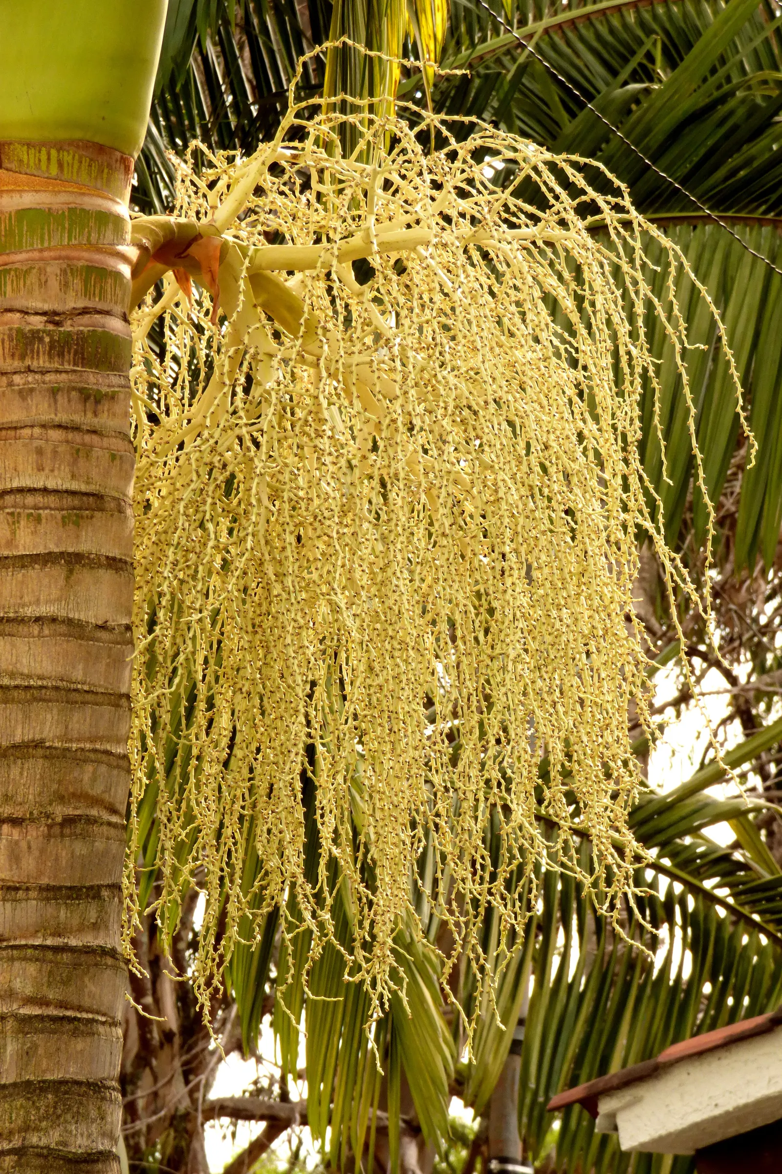 King Palm (Archontophoenix Cunninghamiana) — robust root system.<br><br>When integrating the Archontophoenix cunninghamiana into your landscape design; this