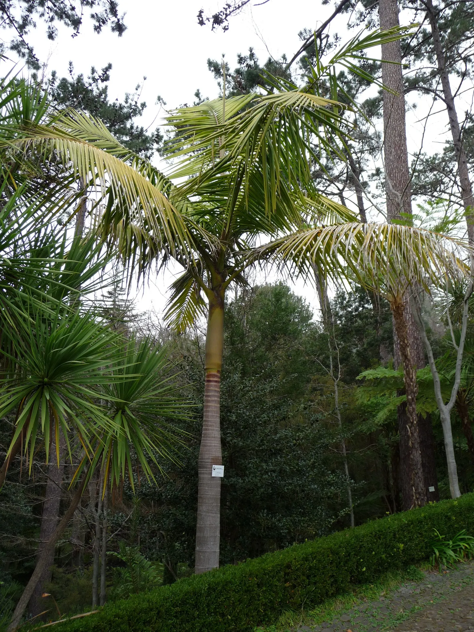 King Palm (Archontophoenix Cunninghamiana) — although younger palms benefit from some protection from intense midday sun; this fast-growing palm thrives in