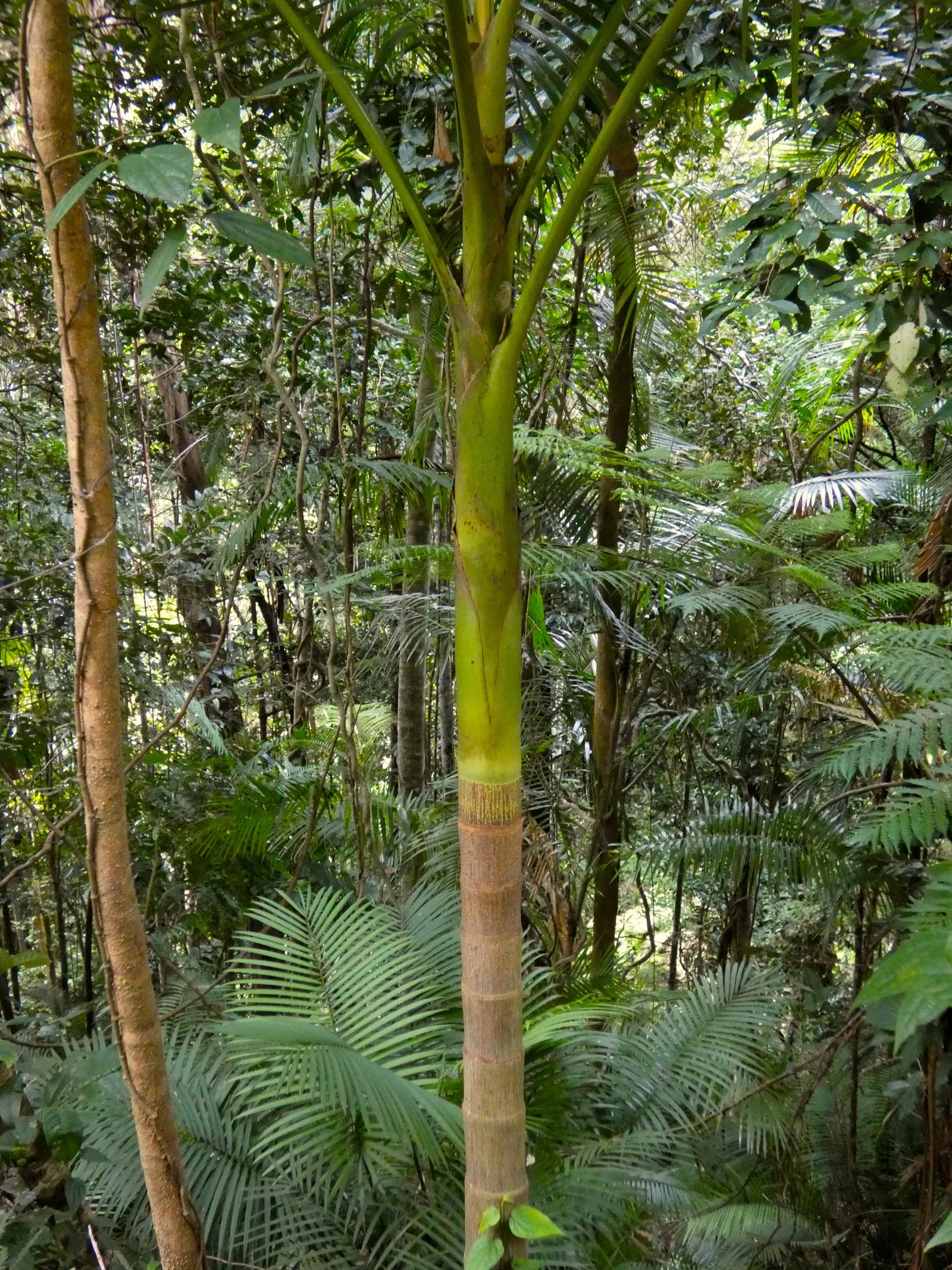 King Palm (Archontophoenix Cunninghamiana) — scientifically known as Archontophoenix cunninghamiana