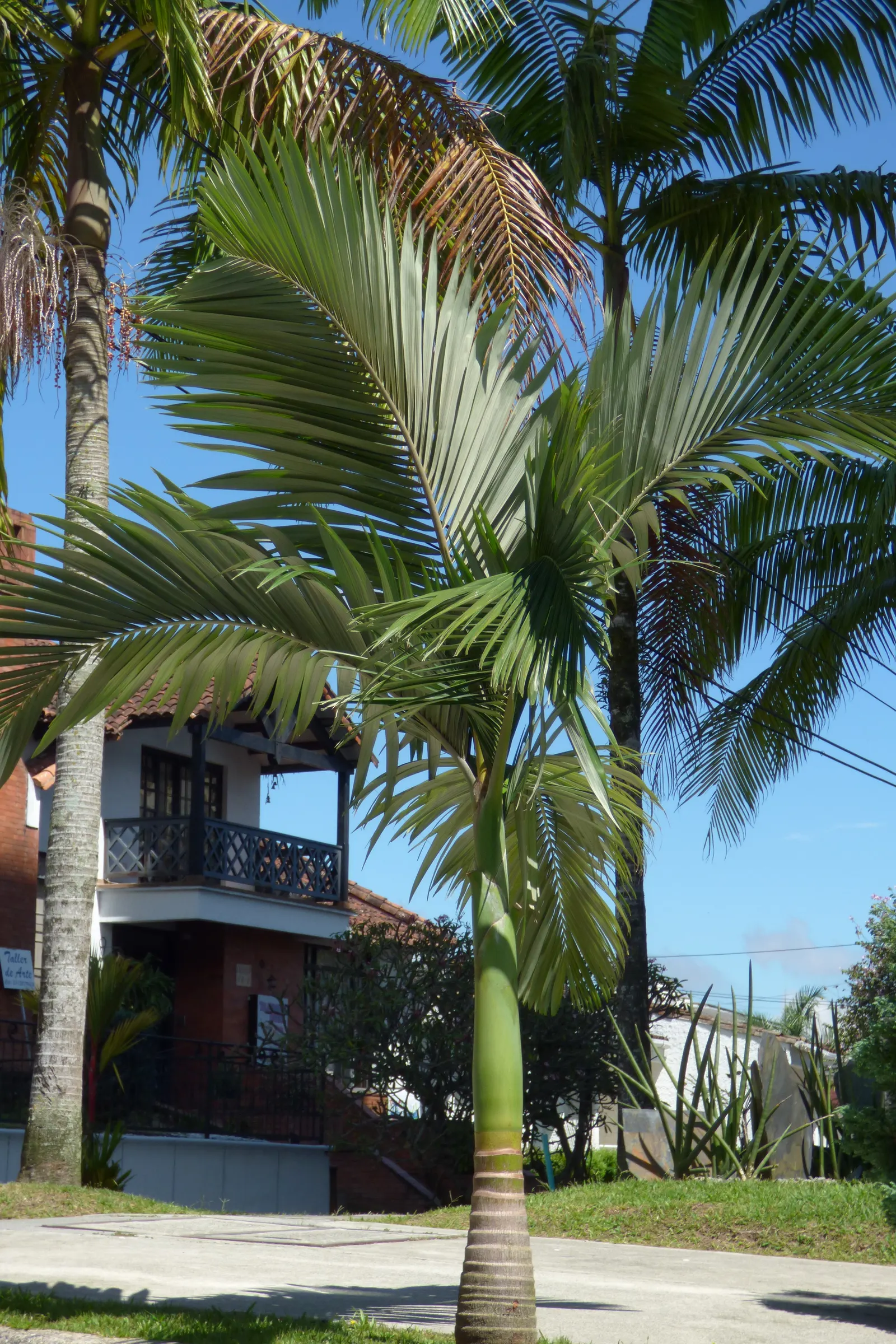 King Palm (Archontophoenix Cunninghamiana) — The pinnate fronds, reaching lengths of up to 6 to 10 feet, gracefully arc, creating an elegant canopy