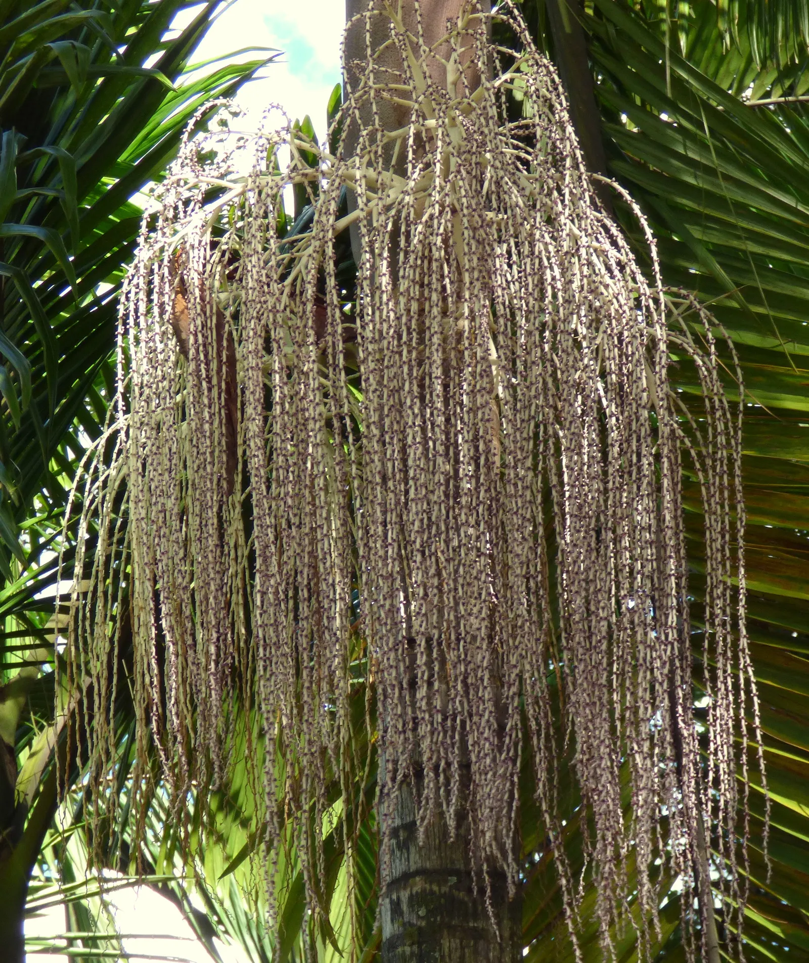 King Palm (Archontophoenix Cunninghamiana) — This fast-growing palm thrives in full sun to partial shade, preferring moist, well-drained soils, image 67