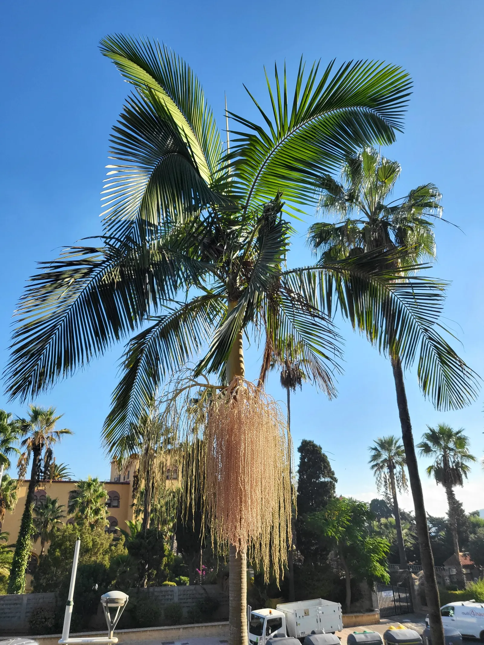 King Palm (Archontophoenix Cunninghamiana) — measuring 1-1.5 feet in diameter; offering additional visual interest and attracting a range of local, image 44