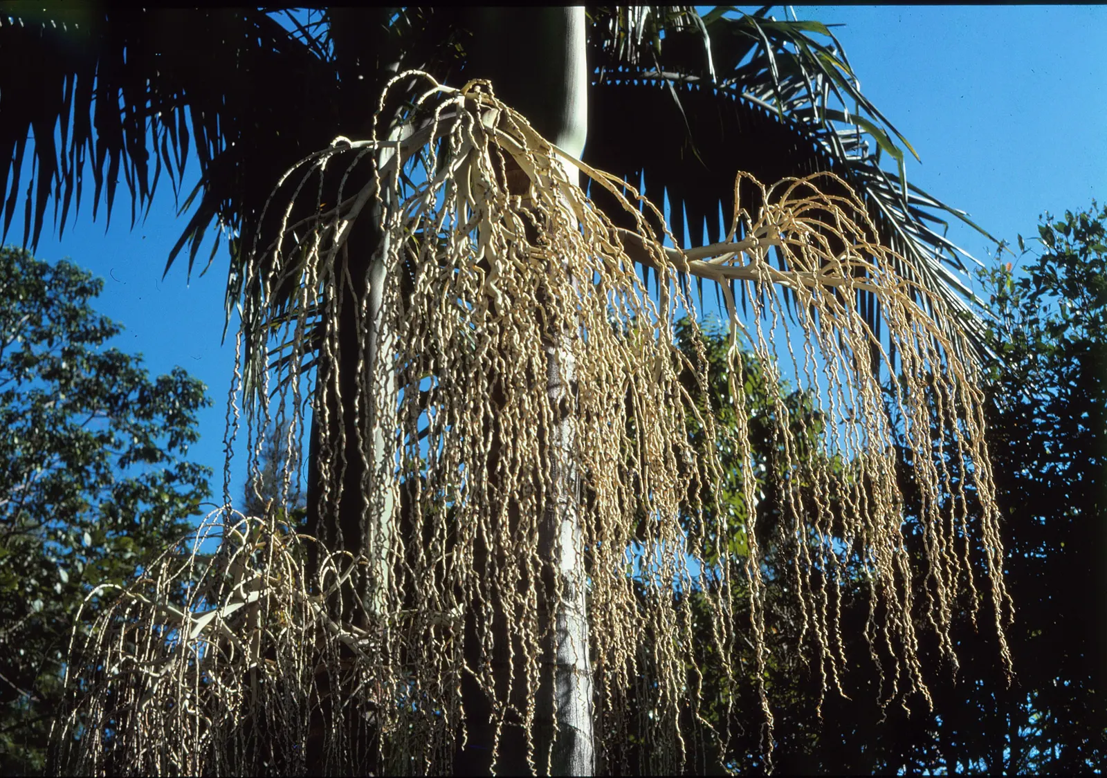 King Palm (Archontophoenix Cunninghamiana) — offering additional visual interest and attracting a range of local fauna.<br><br>For successful growth