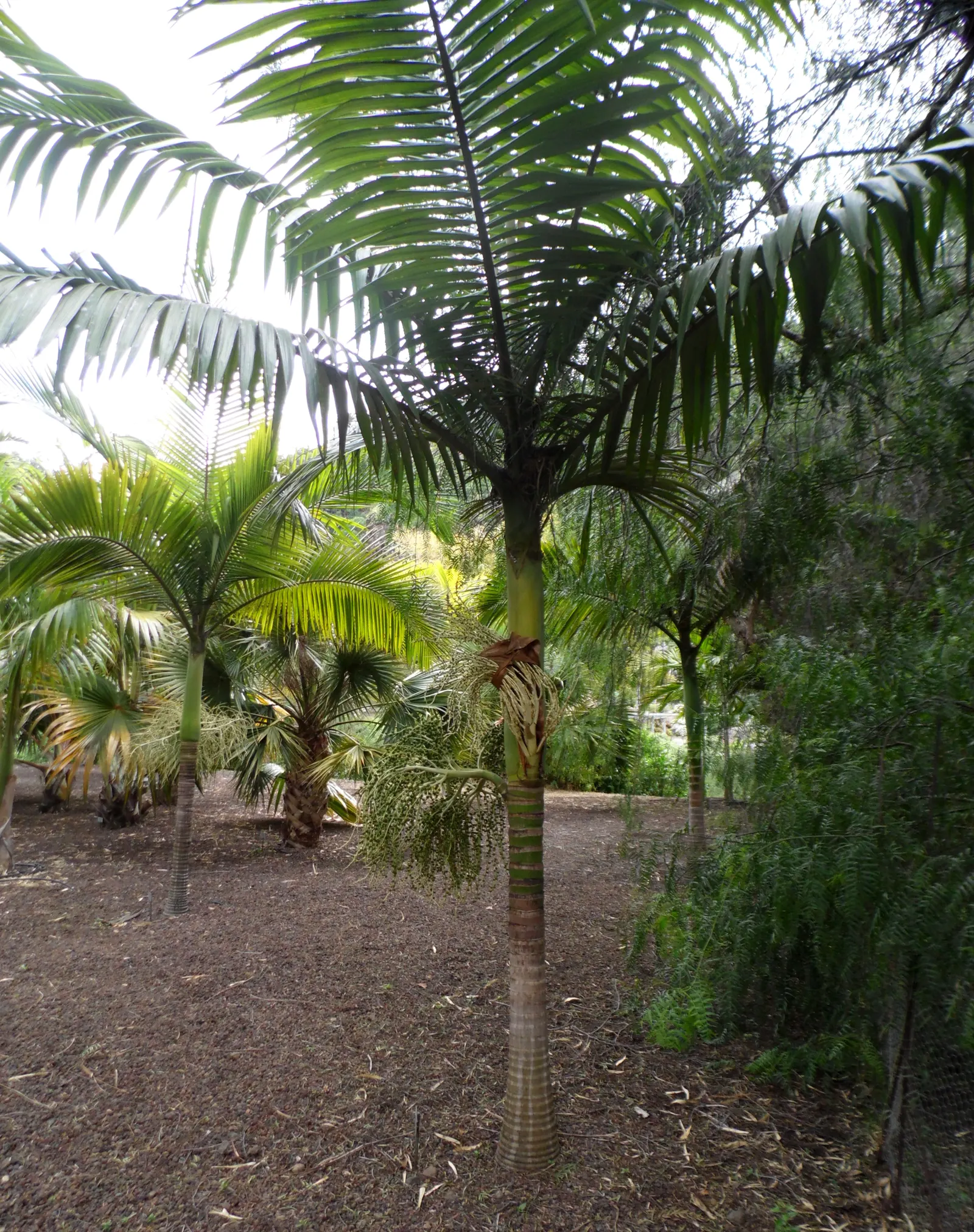 King Palm (Archontophoenix Cunninghamiana) — consider its vertical presence and potential shade implications; offering additional visual interest and