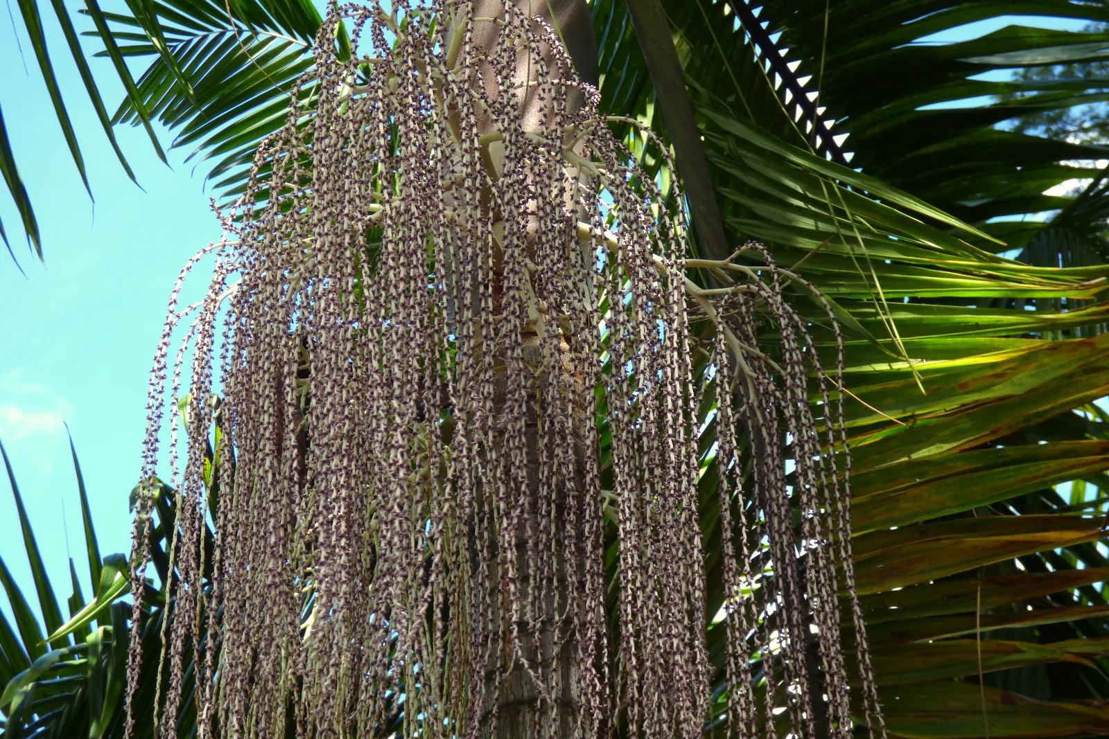 King Palm (Archontophoenix Cunninghamiana) — It provides an excellent contrast to lower-lying plants and is perfectly suited for framing pathways