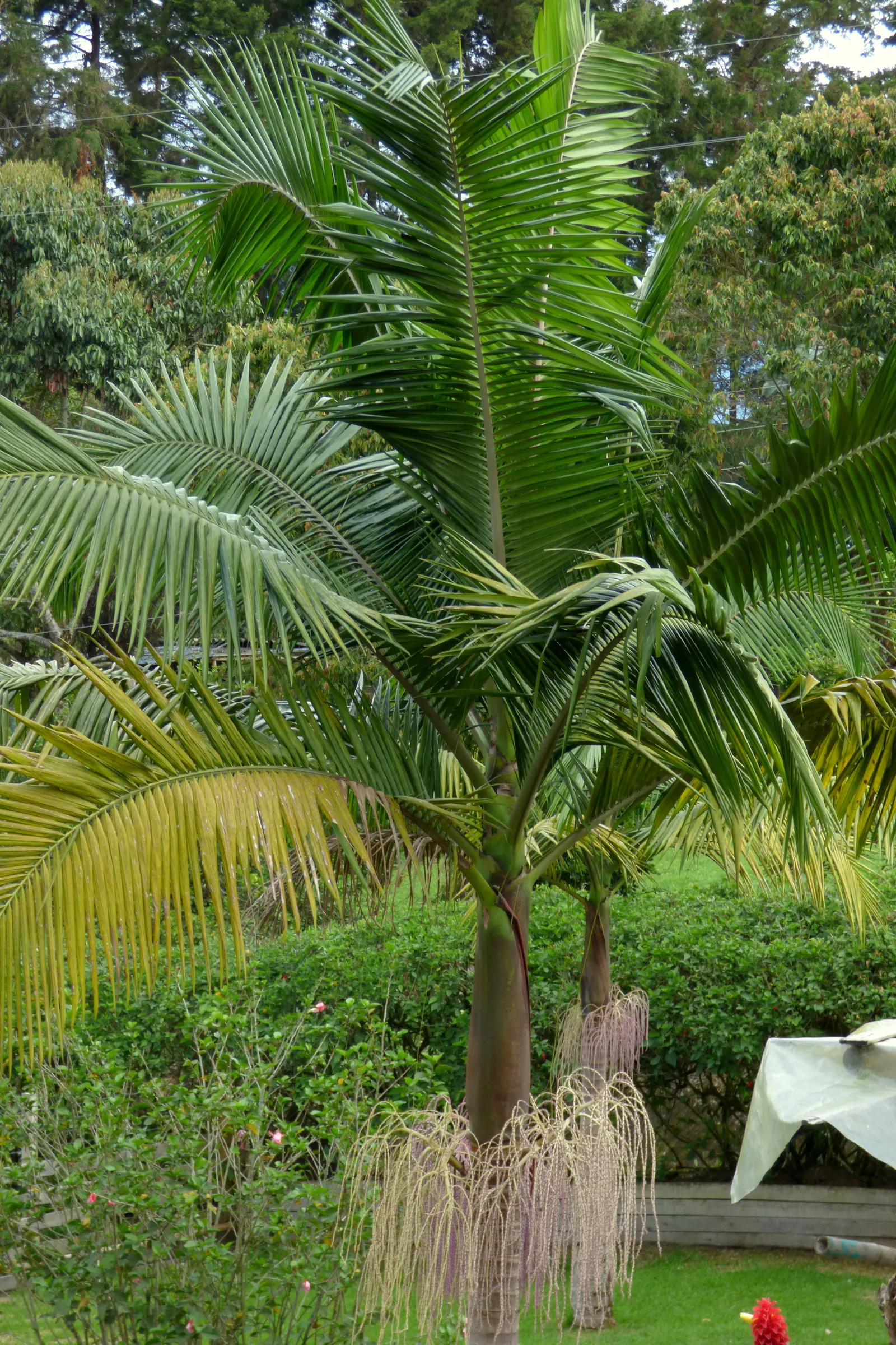 King Palm (Archontophoenix Cunninghamiana) — Regular watering is vital; offering additional visual interest and attracting a range of local, image 56