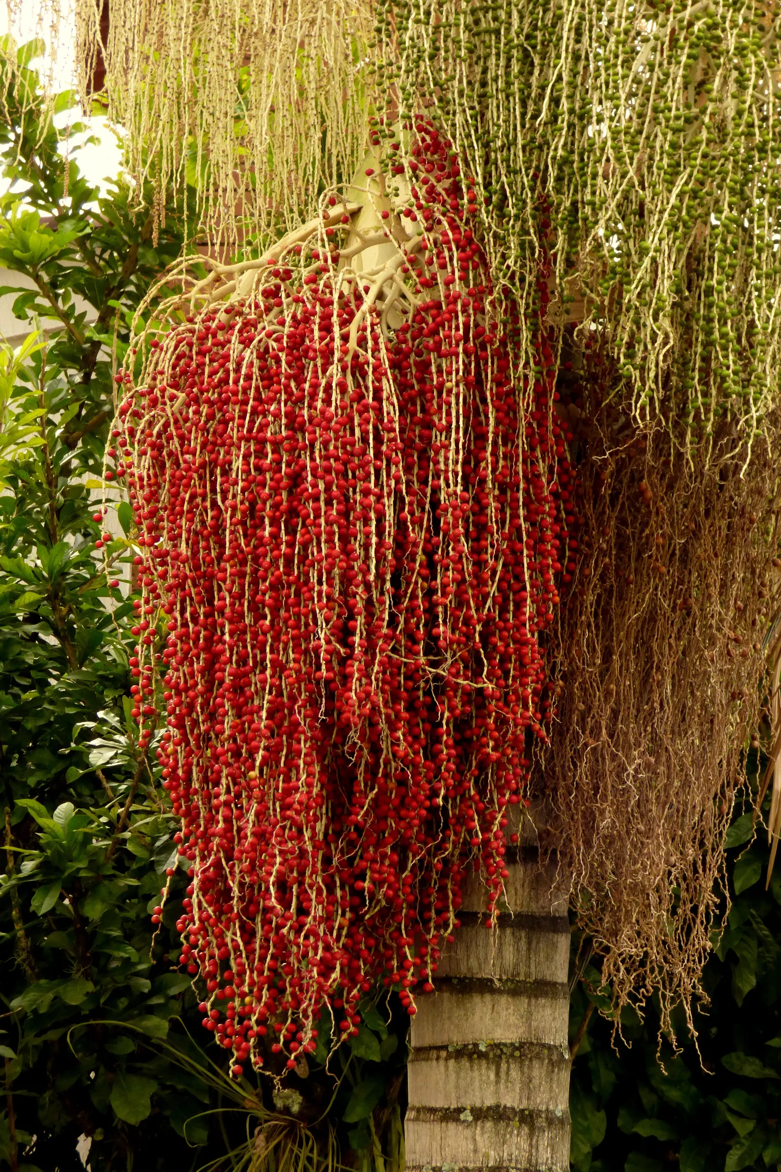 King Palm (Archontophoenix Cunninghamiana) — consider its vertical presence and potential shade implications