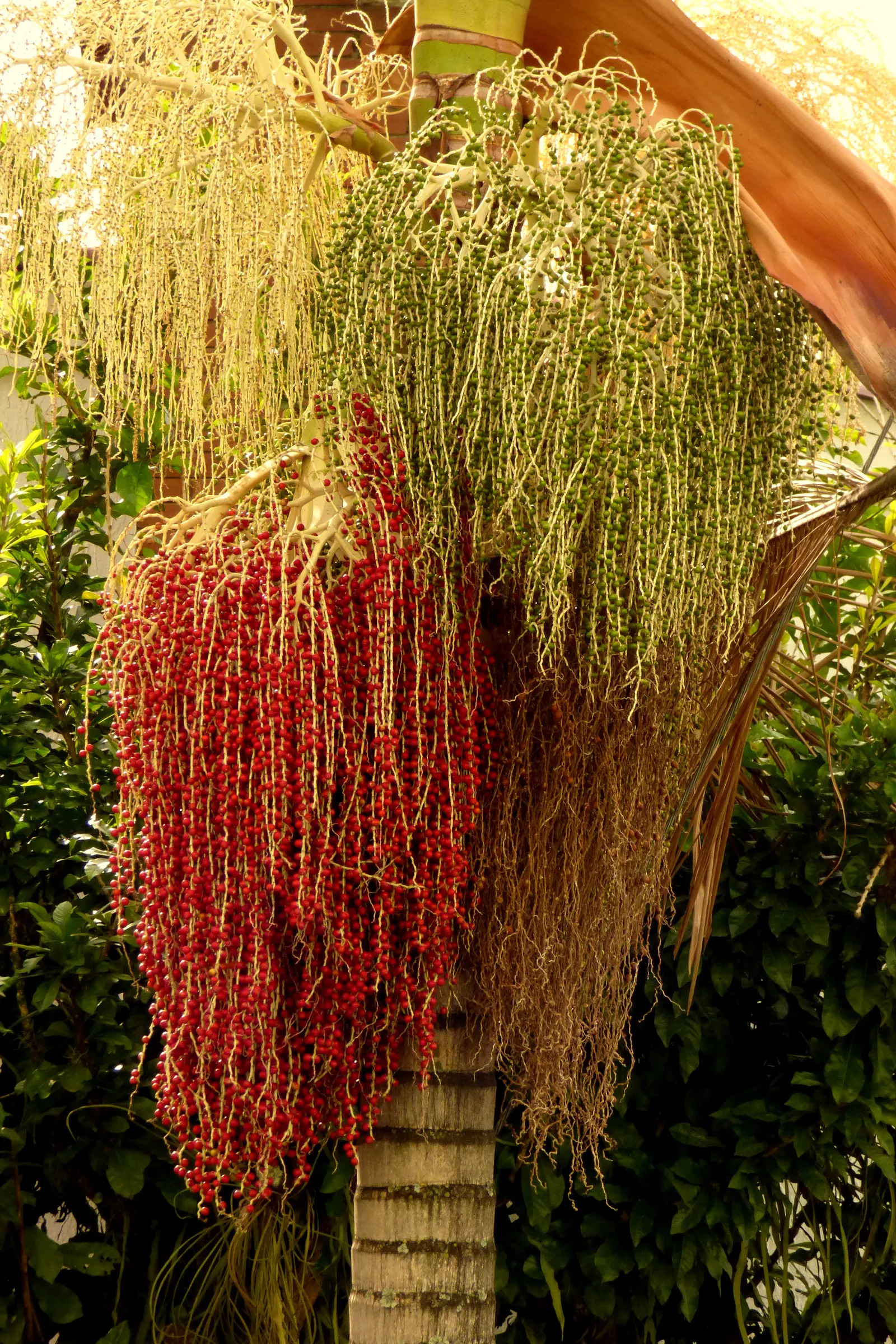 King Palm (Archontophoenix Cunninghamiana) — supports a crown of lustrous green fronds extending 6-10 feet; it provides an excellent contrast to lower-lying