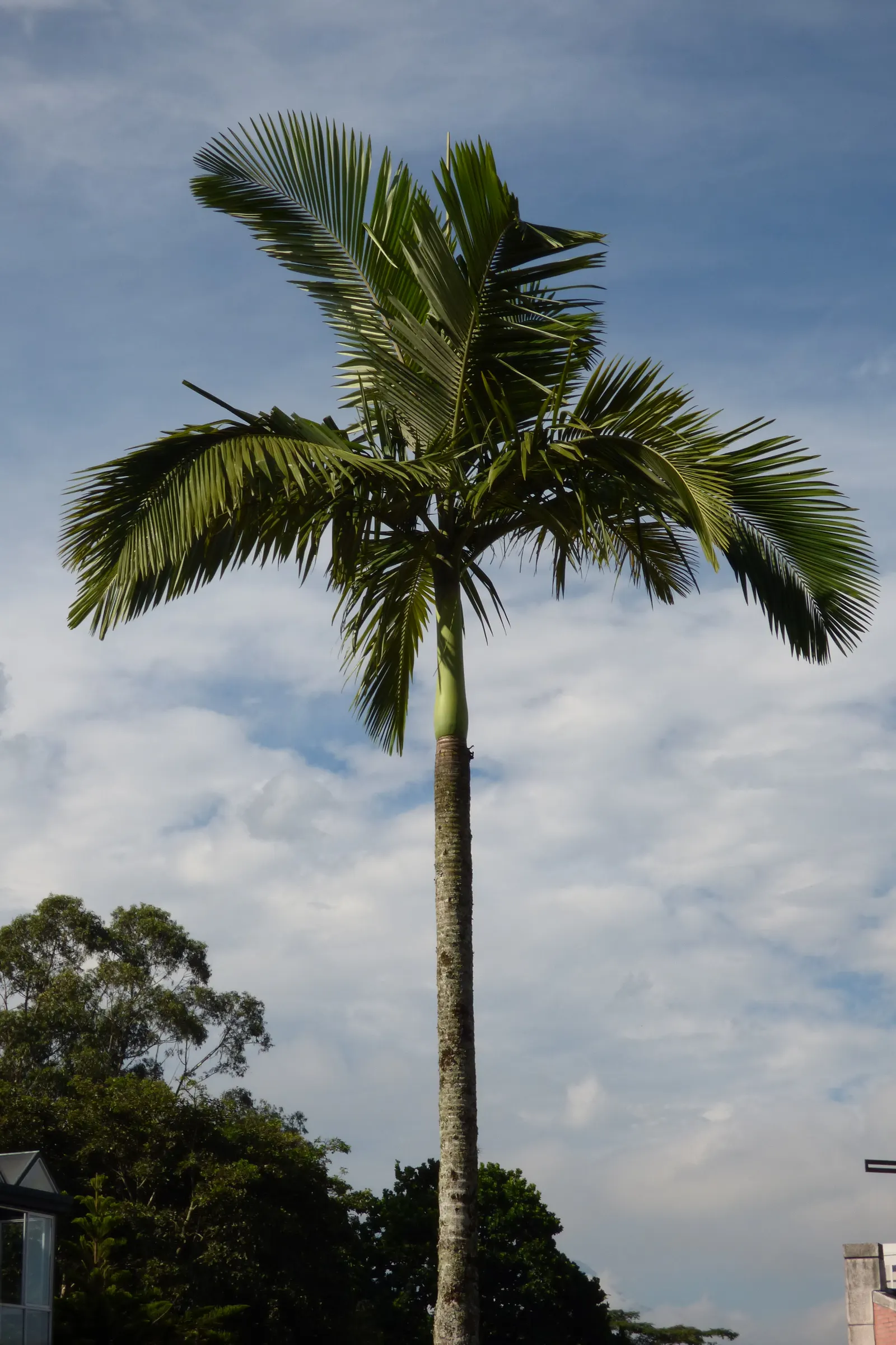 King Palm (Archontophoenix Cunninghamiana) — gray trunk that can reach up to 50 feet in height with a spread of around 10 to 15 feet; it provides an excellent