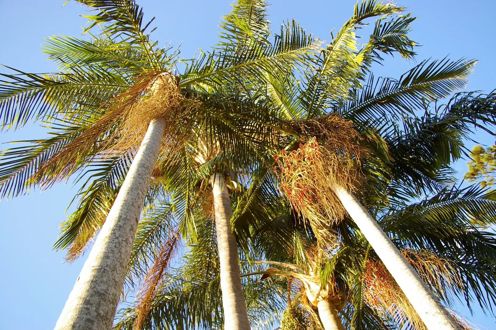 King Palm (Archontophoenix Cunninghamiana) — measuring 1-1.5 feet in diameter; offering additional visual interest and attracting a range of local