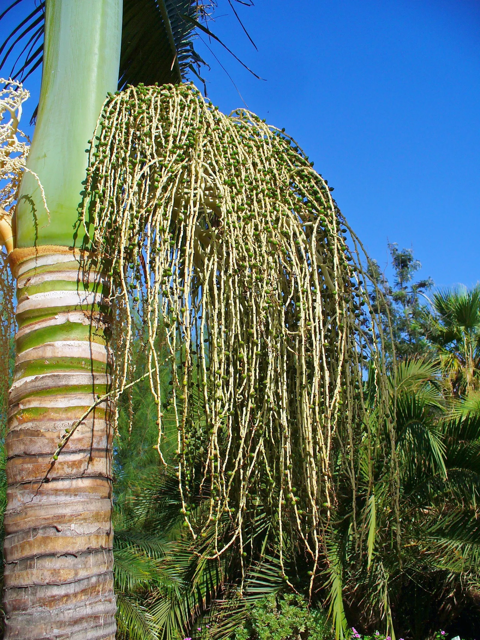 King Palm (Archontophoenix Cunninghamiana) — measuring 1-1.5 feet in diameter
