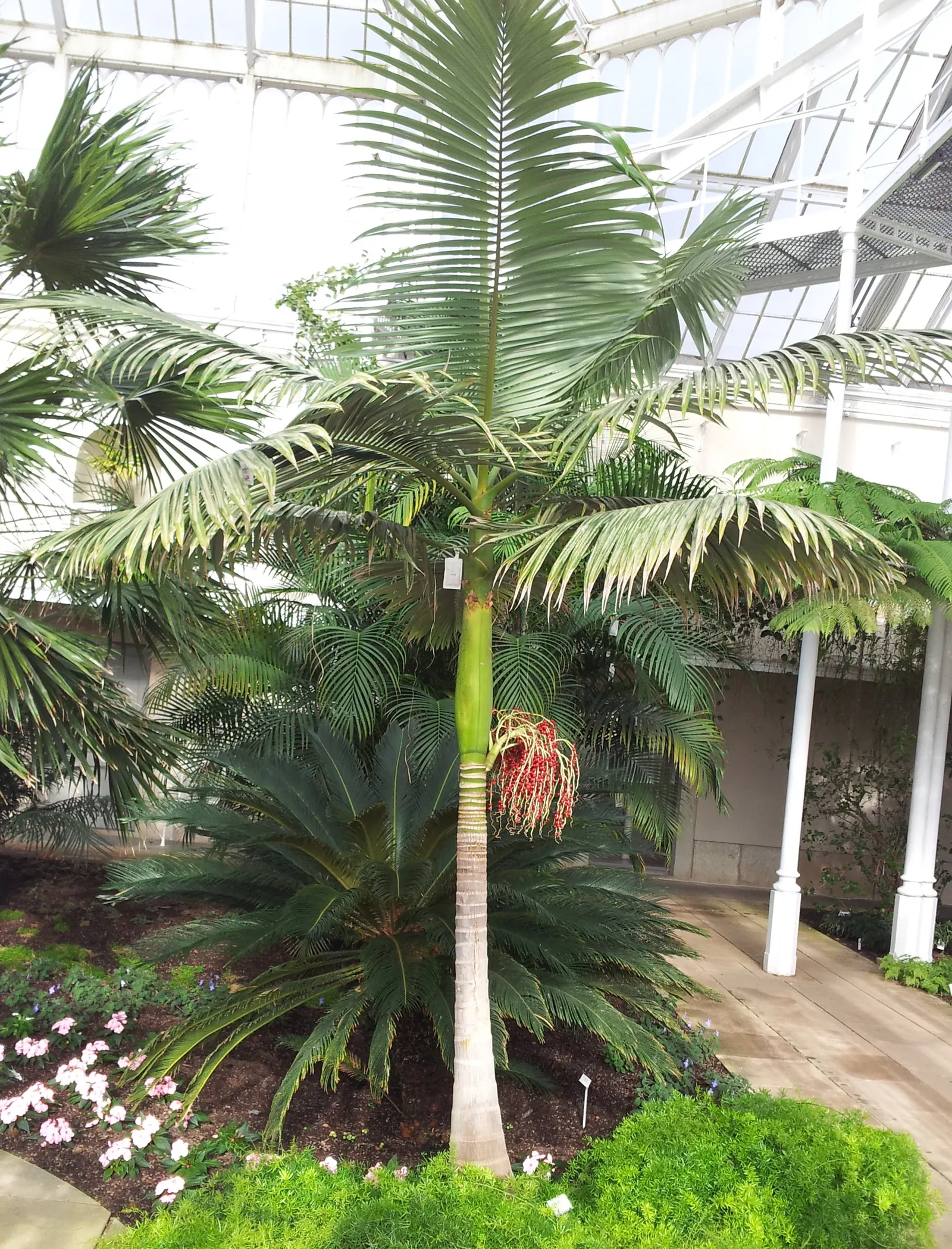 King Palm (Archontophoenix Cunninghamiana) — supports a crown of lustrous green fronds extending 6-10 feet