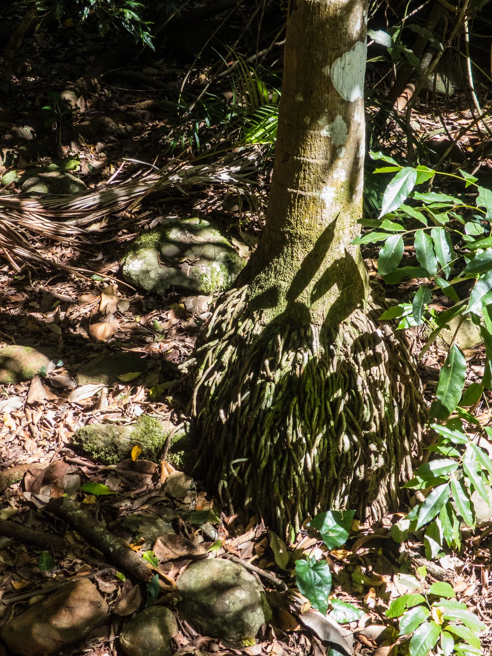 King Palm (Archontophoenix Cunninghamiana) — gray trunk that can reach up to 50 feet in height with a spread of around 10 to 15 feet