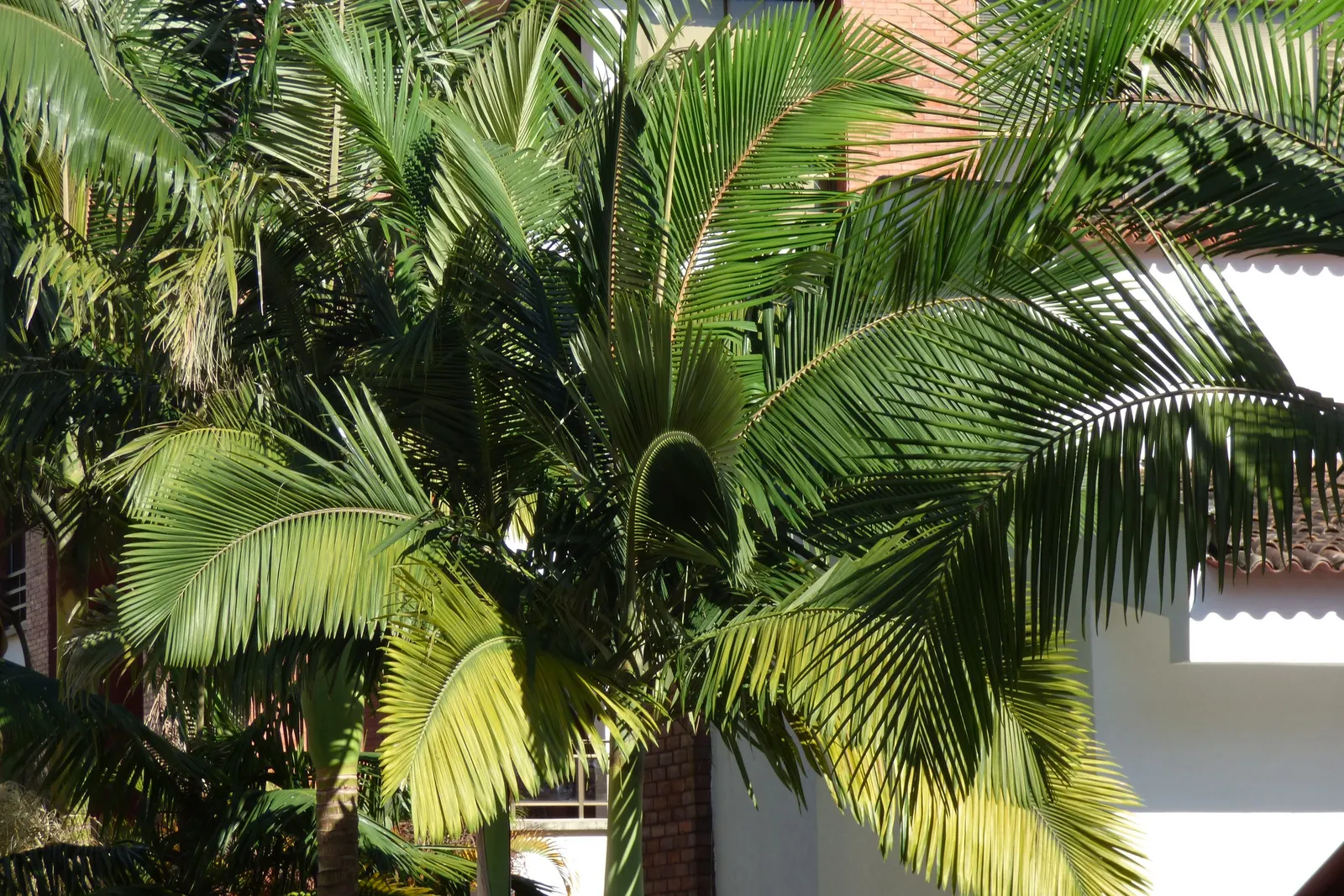 King Palm (Archontophoenix Cunninghamiana) — scientifically known as Archontophoenix cunninghamiana; this fast-growing palm thrives in full sun to, image 70