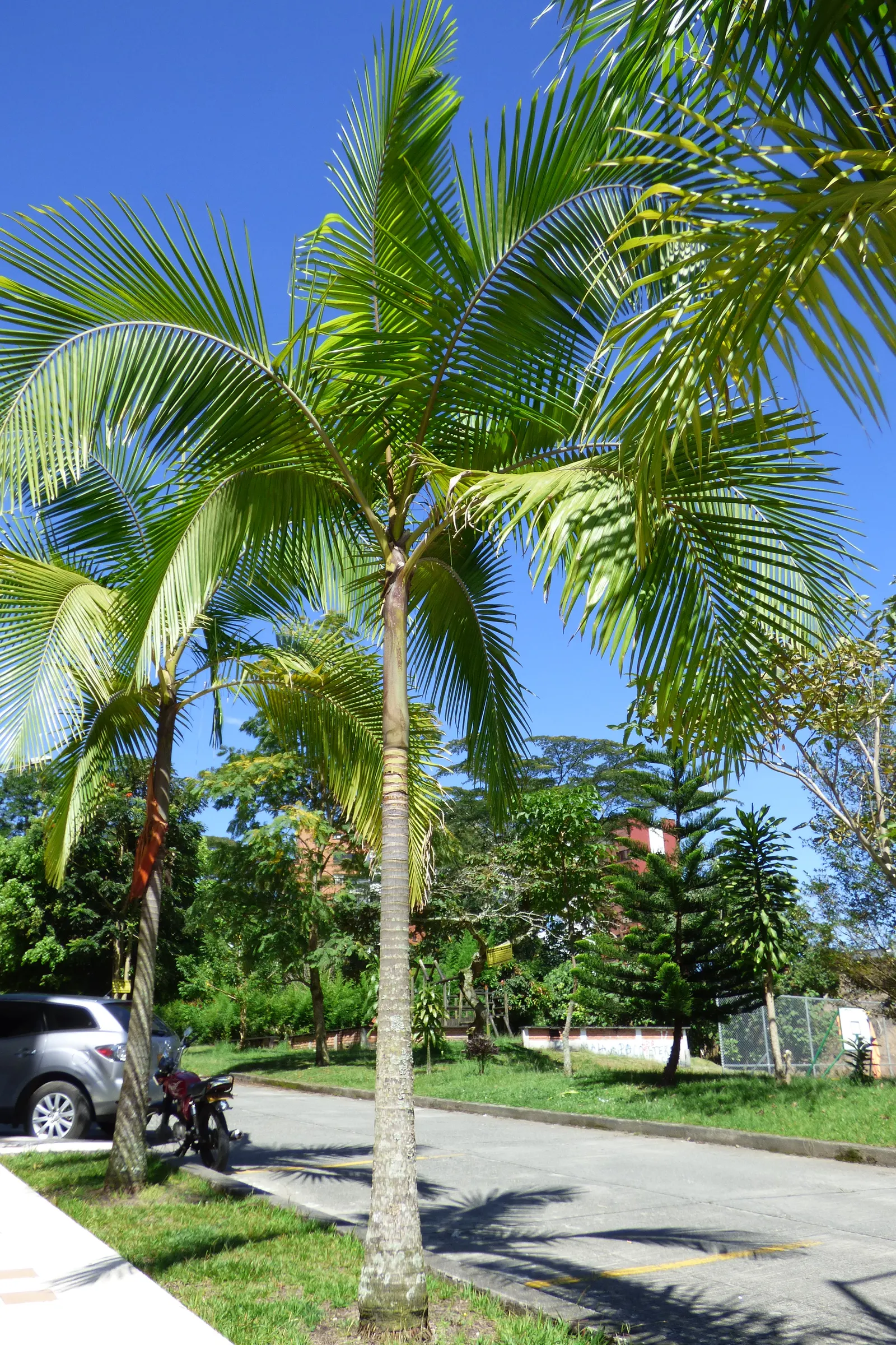 King Palm (Archontophoenix Cunninghamiana) — Ideal for tropical landscapes, it offers a formal appearance and is frost-sensitive