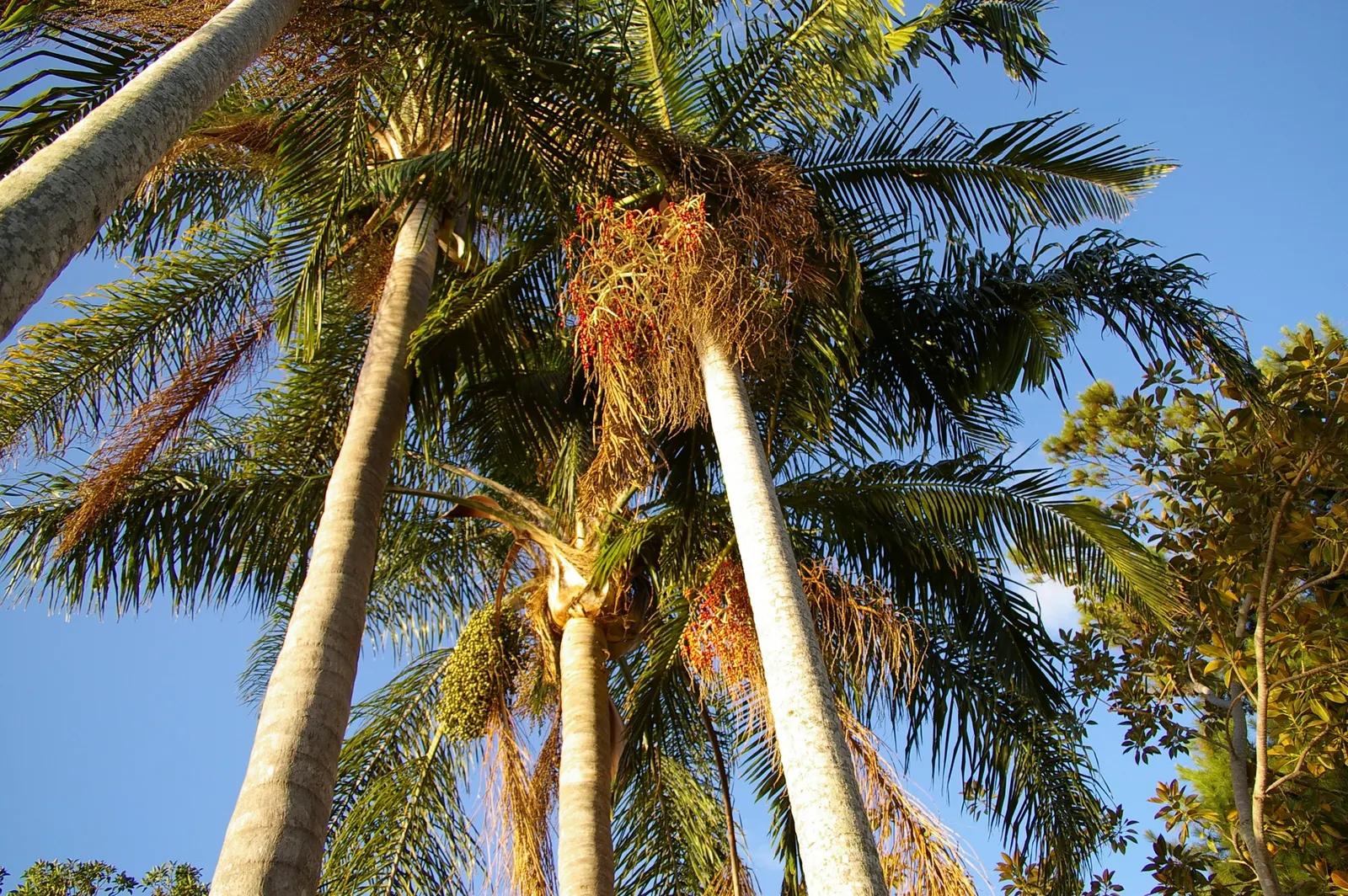 King Palm (Archontophoenix Cunninghamiana) — It provides an excellent contrast to lower-lying plants and is perfectly suited for framing pathways, image 60