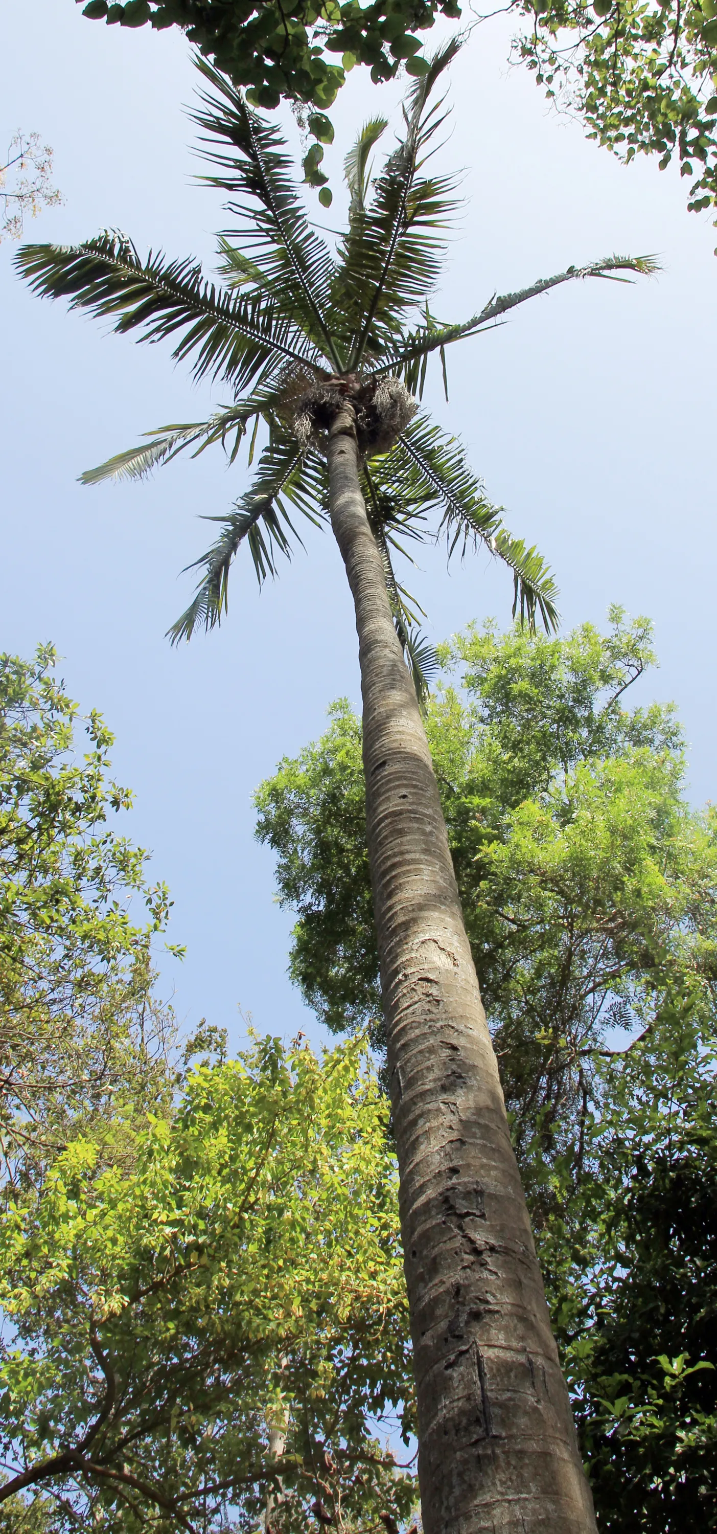 King Palm (Archontophoenix Cunninghamiana) — The King Palm, or Archontophoenix cunninghamiana, is a stately tree reaching heights up to 50-80 feet