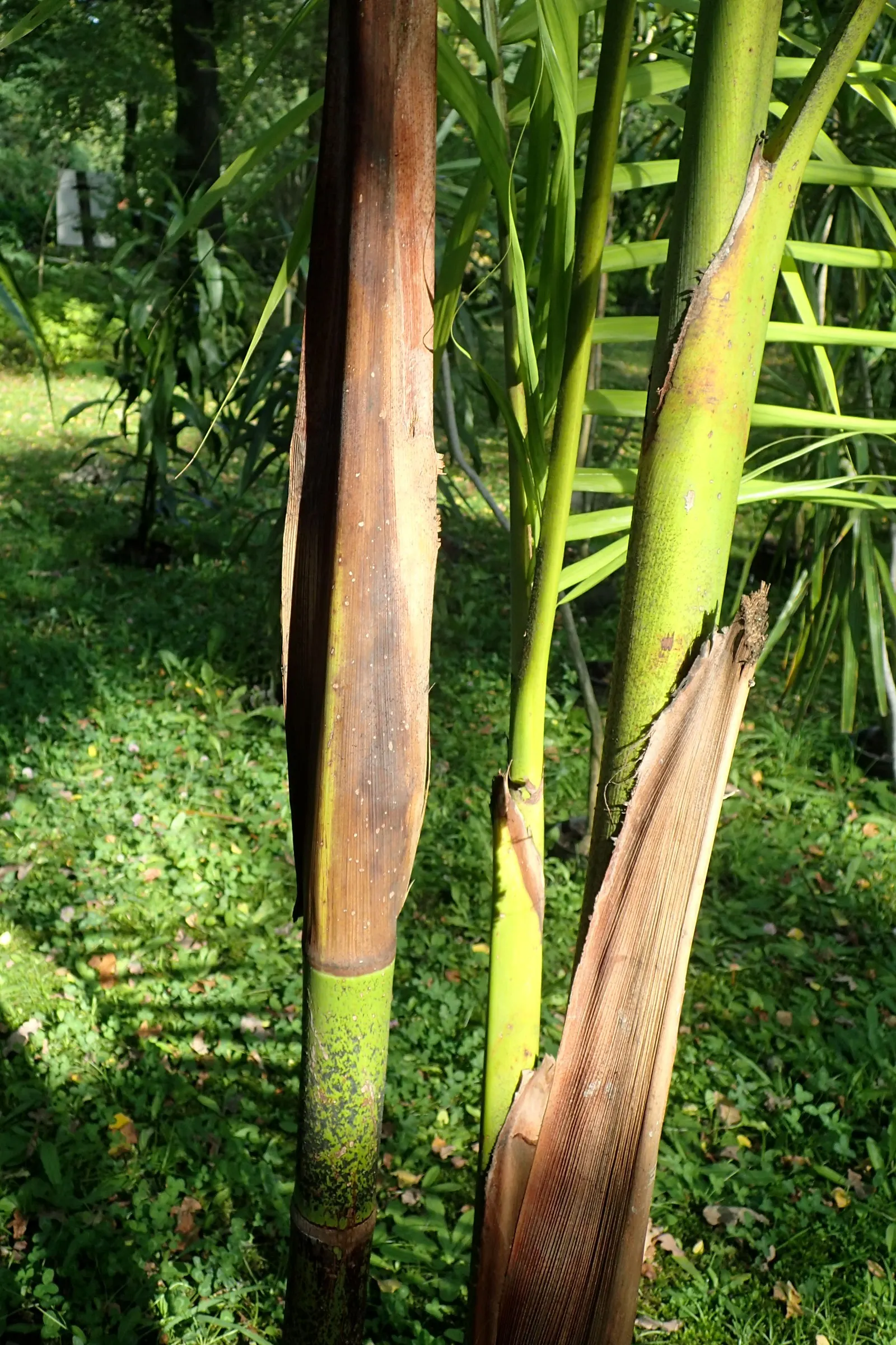 King Palm (Archontophoenix Cunninghamiana) — the King Palm prefers well-draining soil and does well in full sun to partially shaded areas; it provides an