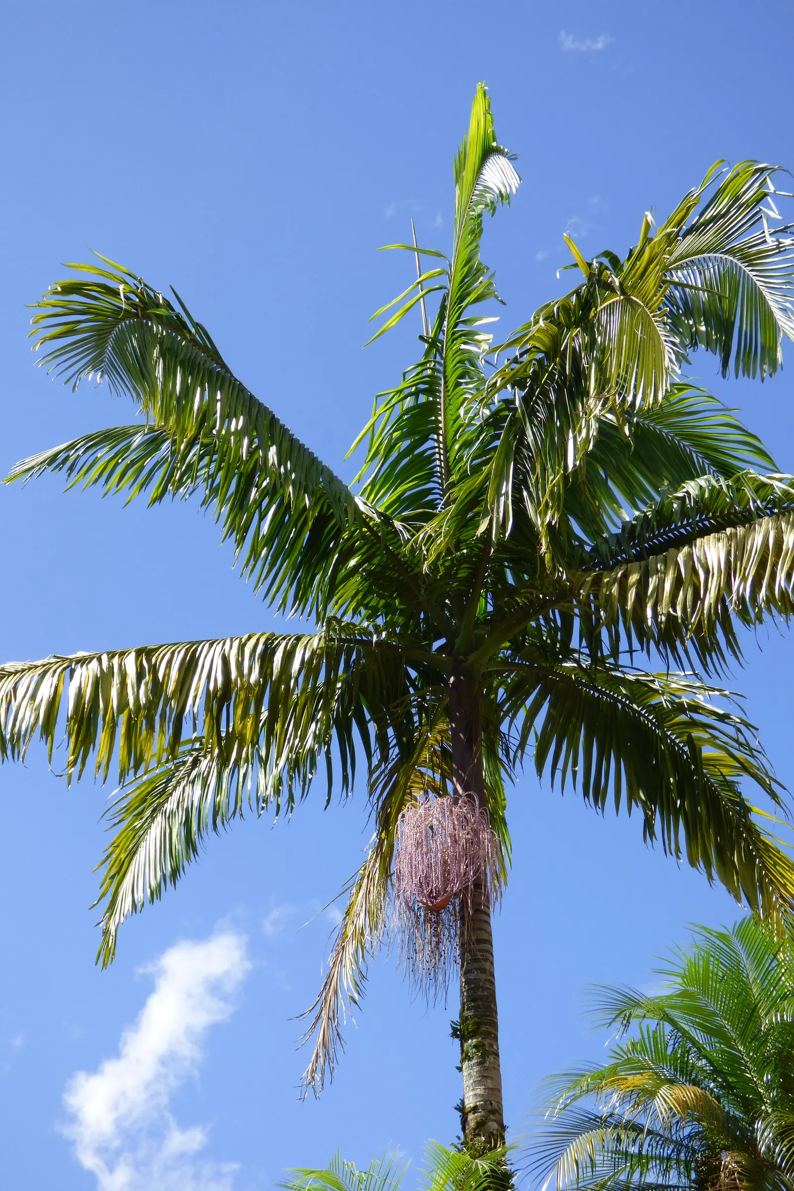 King Palm (Archontophoenix Cunninghamiana) — Ideal for tropical landscapes, it offers a formal appearance and is frost-sensitive; offering, image 68